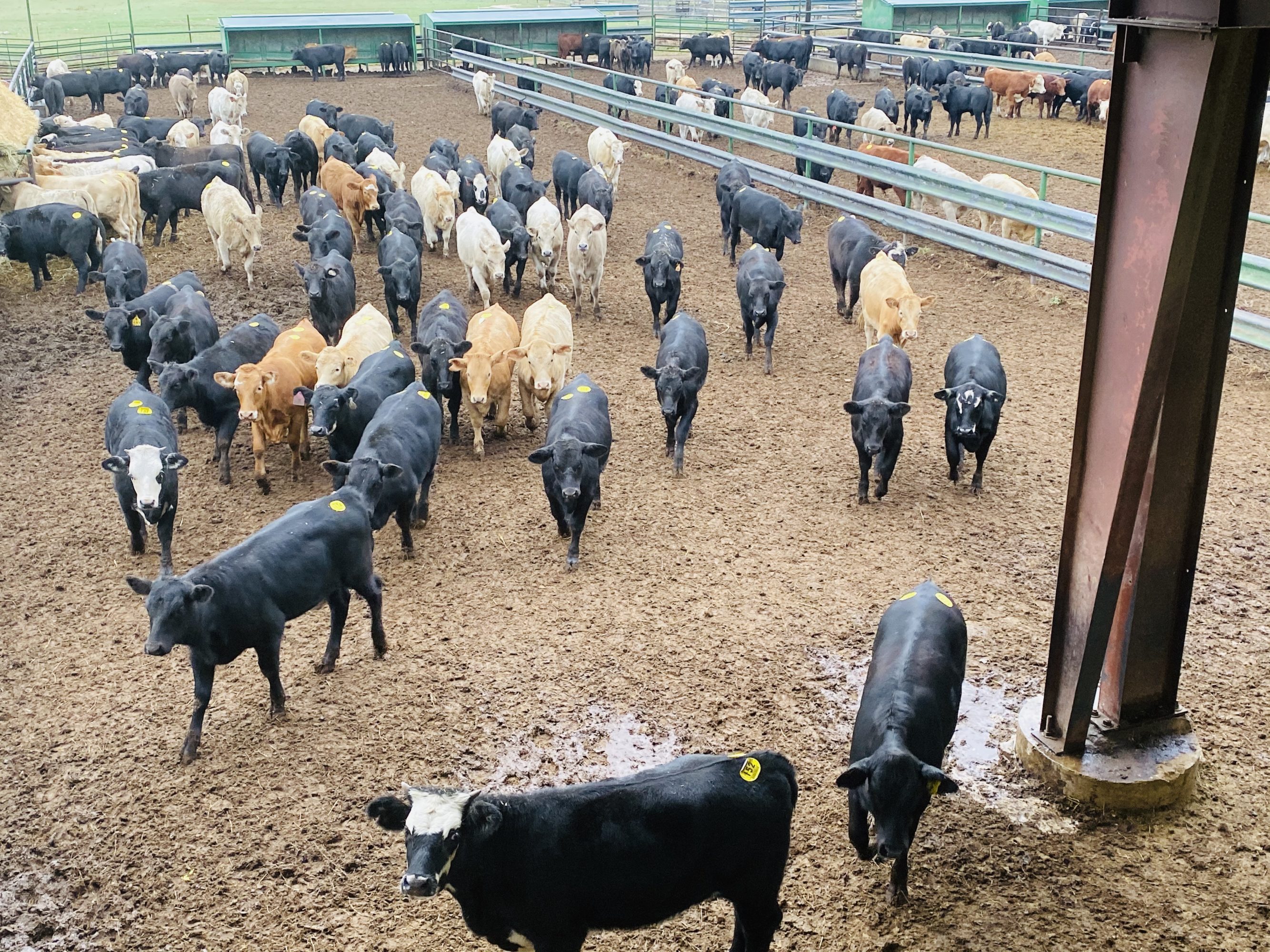 1 load #1 Heifers