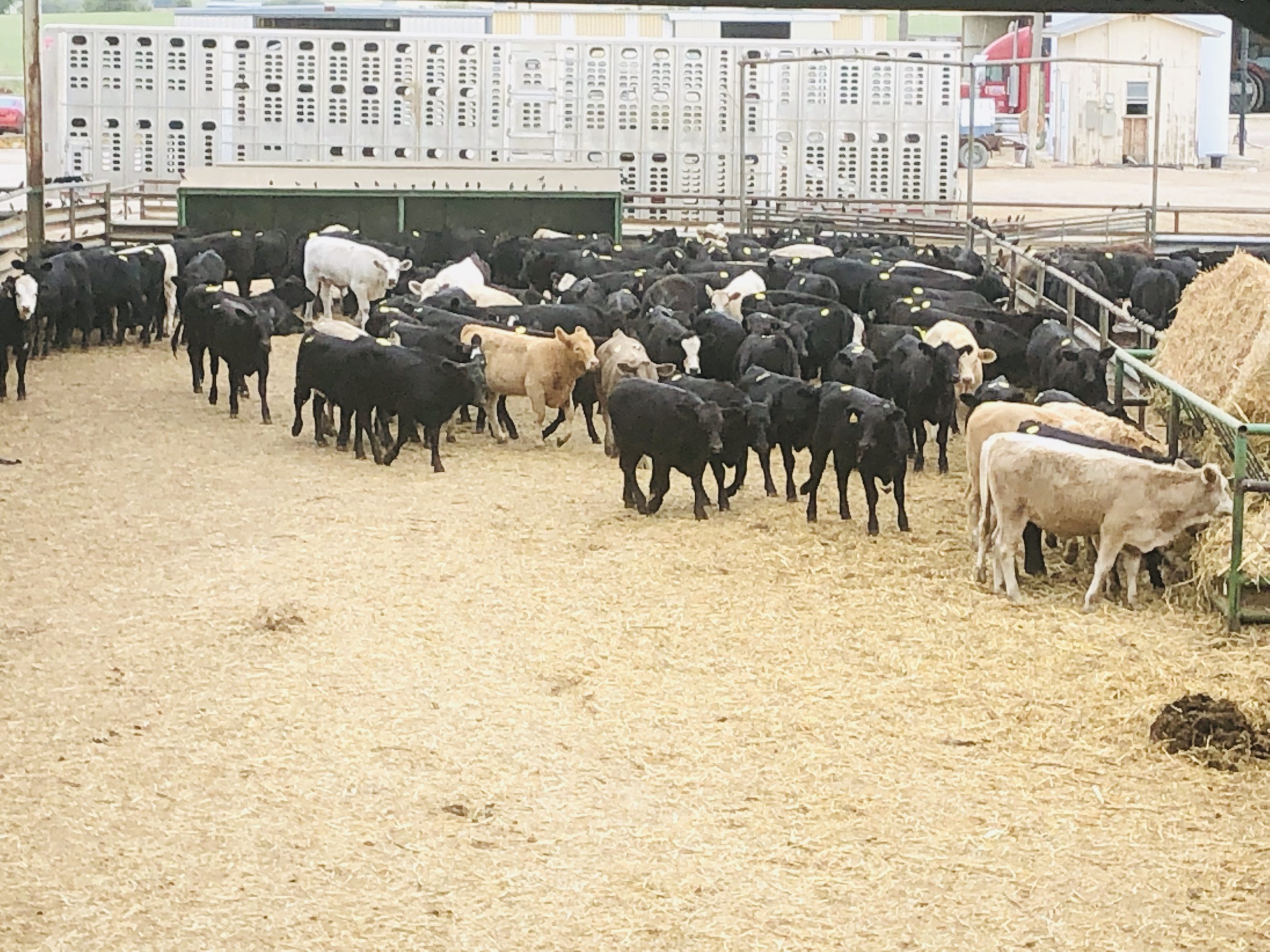 2 loads #1 Heifers