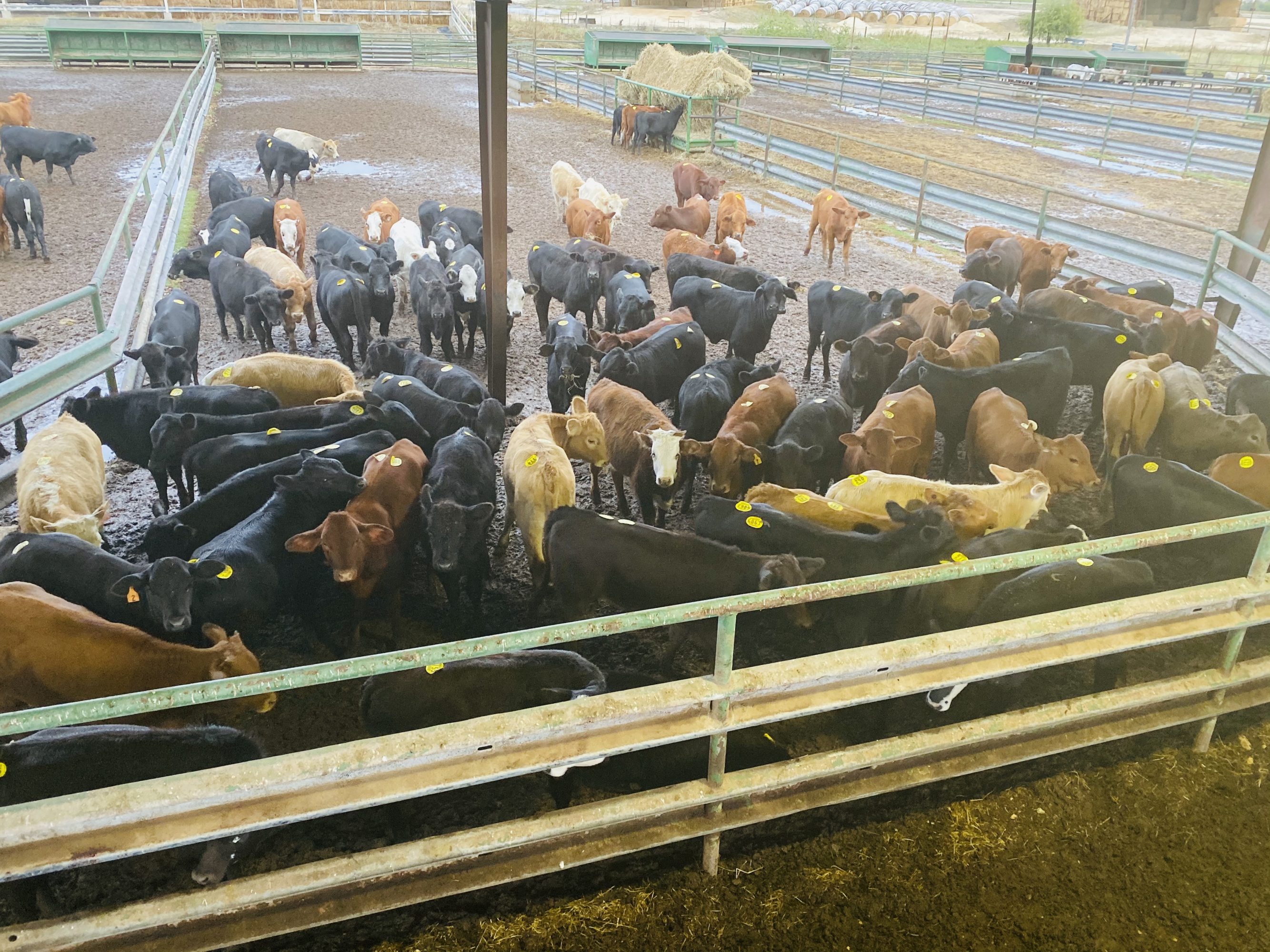 2 loads #1 1/2 Heifers