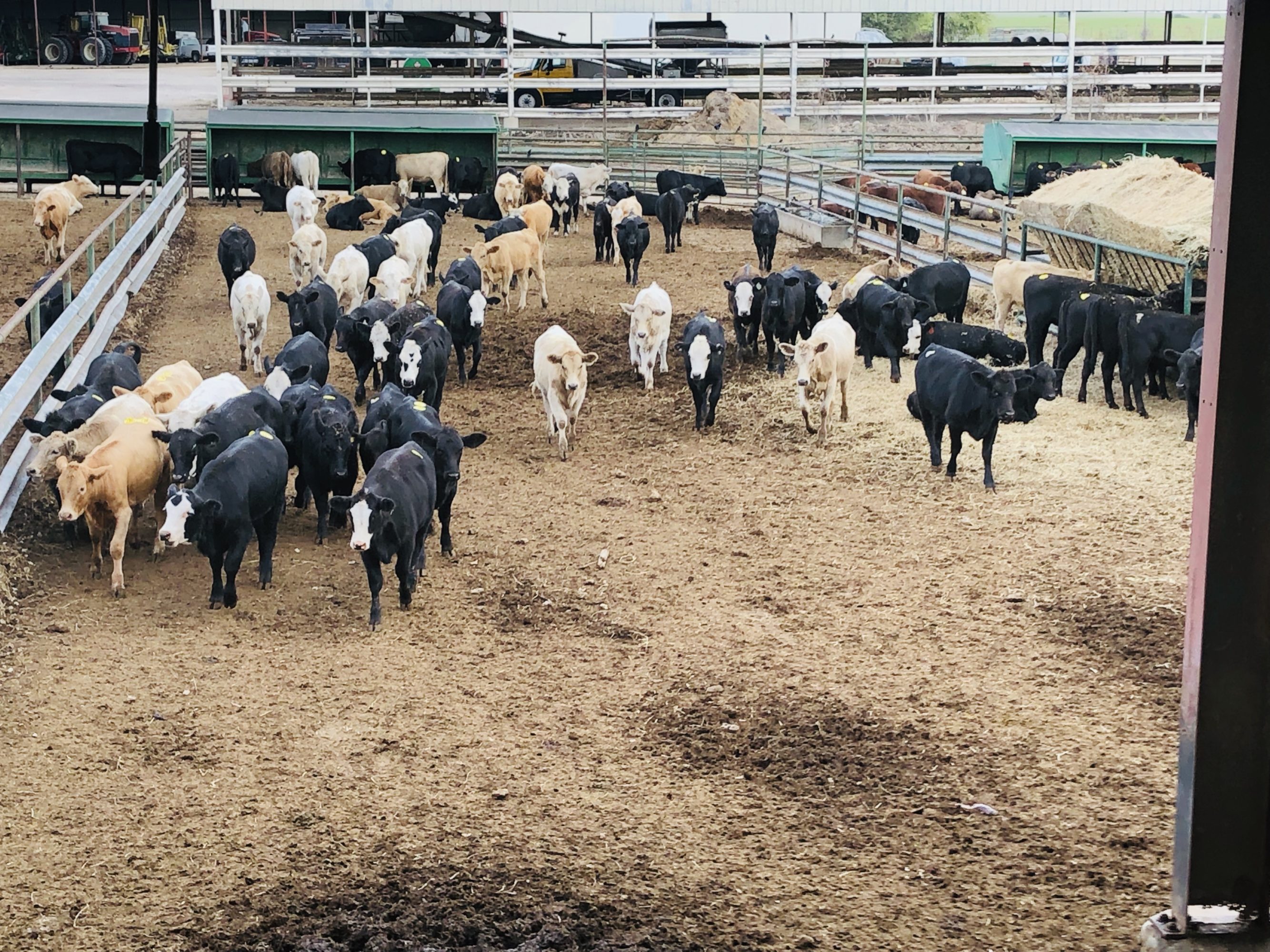 1 load #1 Black/CharX Heifers
