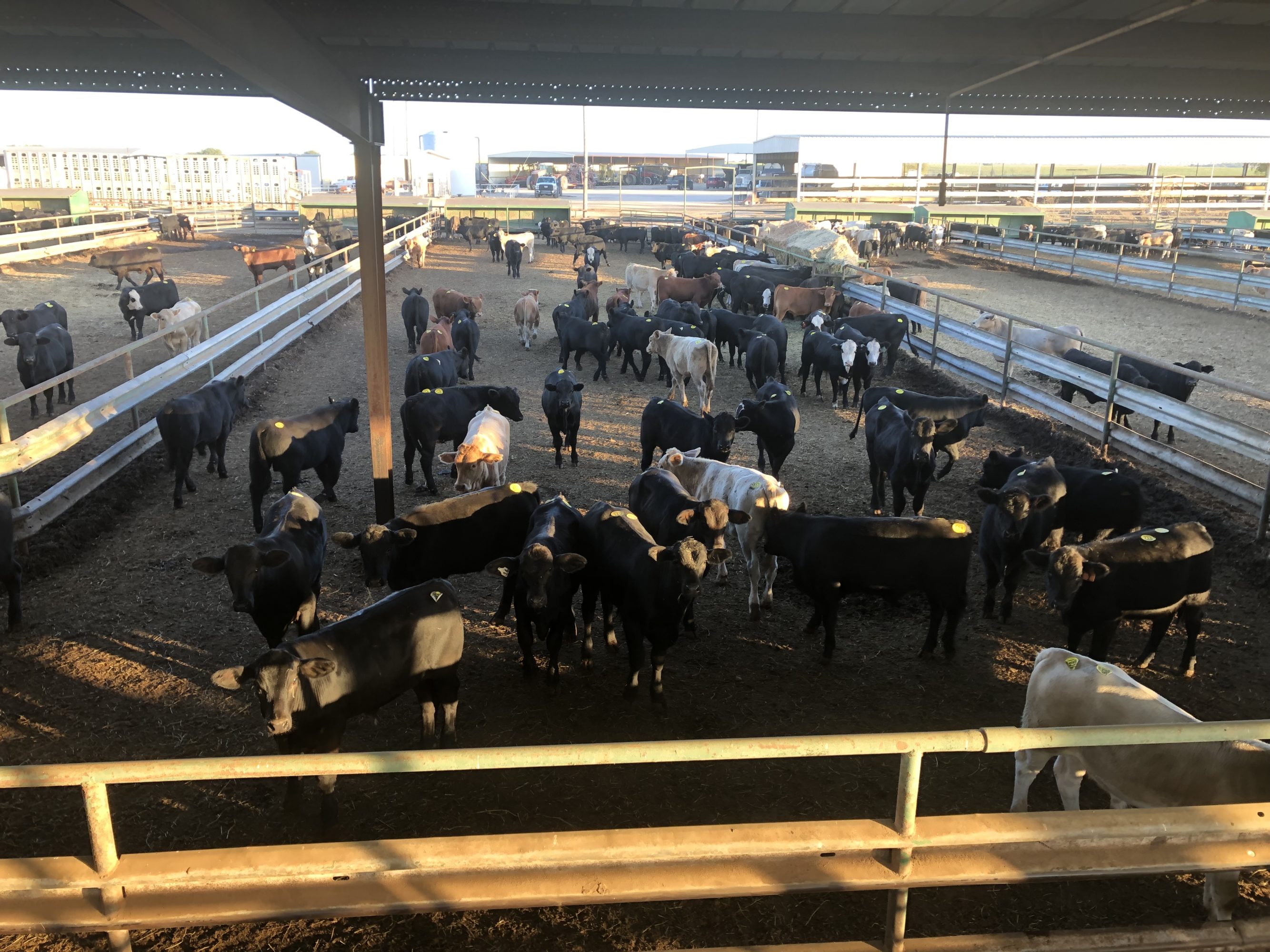 1 load #1 Steers/Bulls
