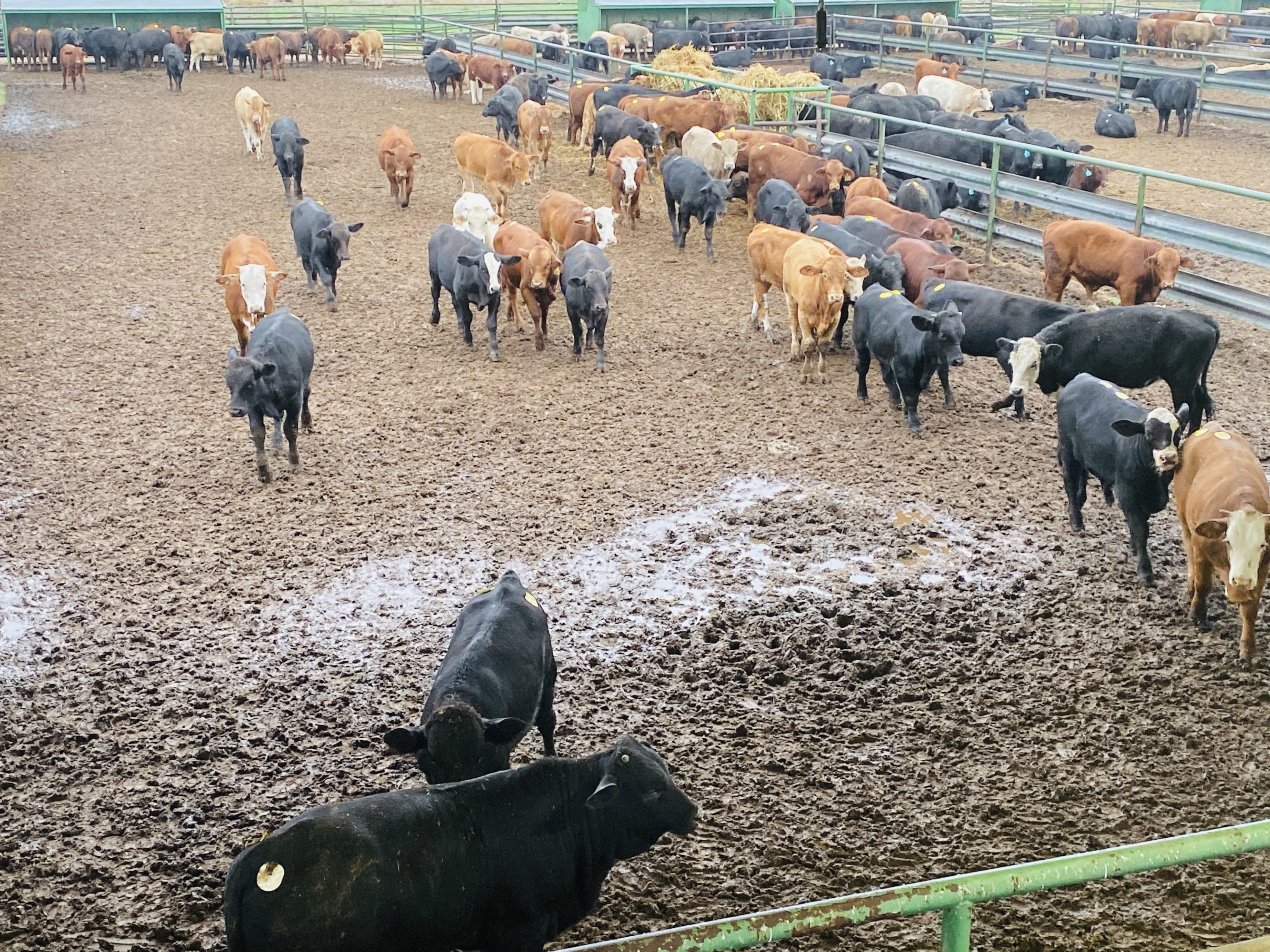 1 load #1 1/2 Steers/Bulls