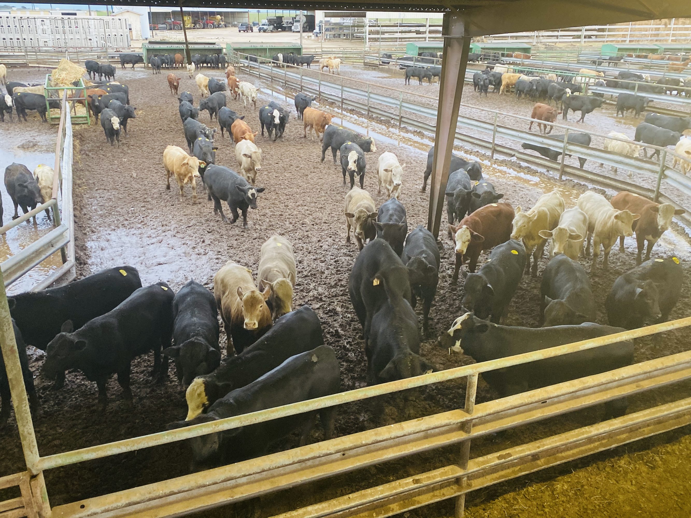 2 loads #1 Steers/Bulls