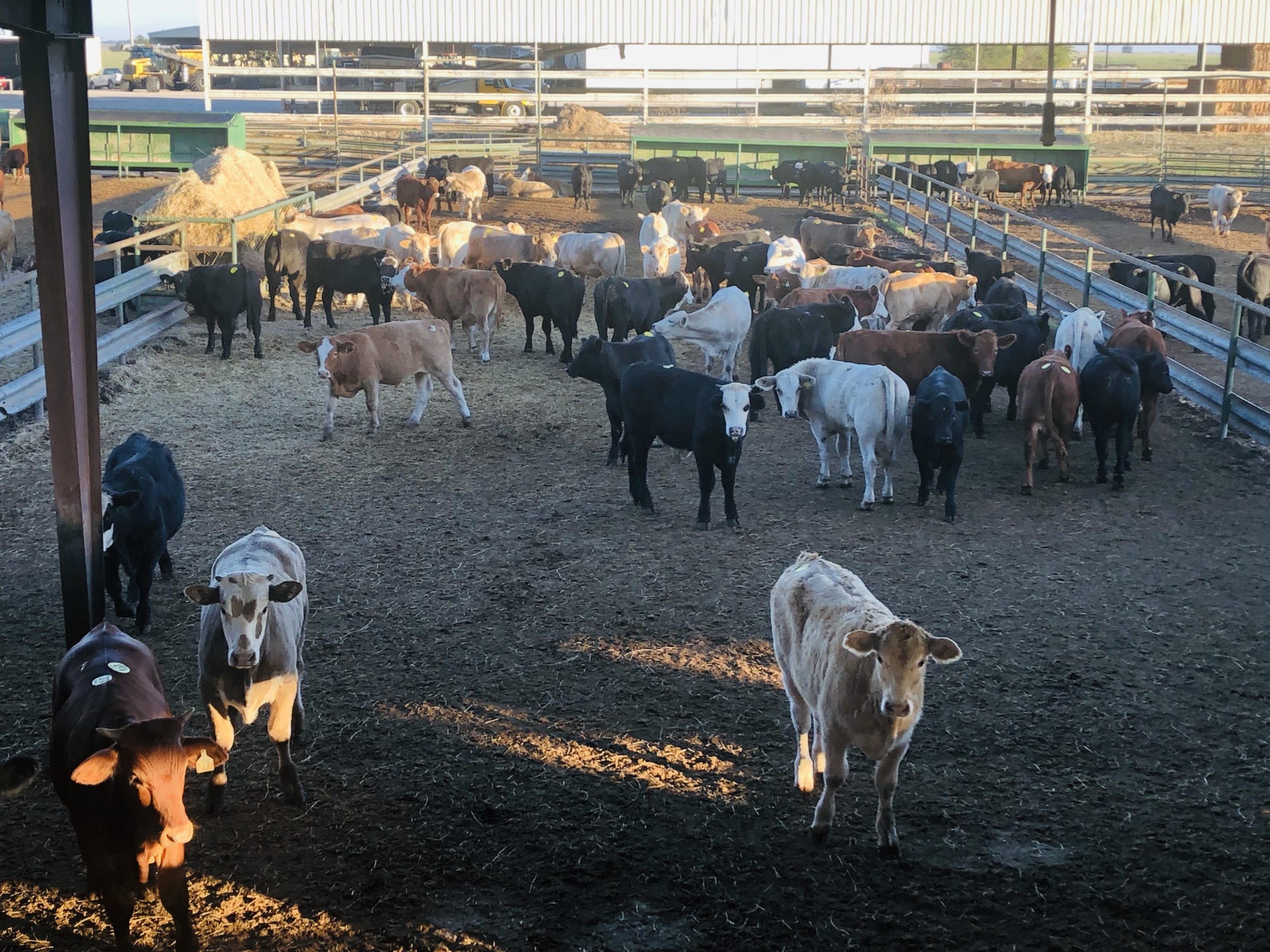 1 load #1 Steers