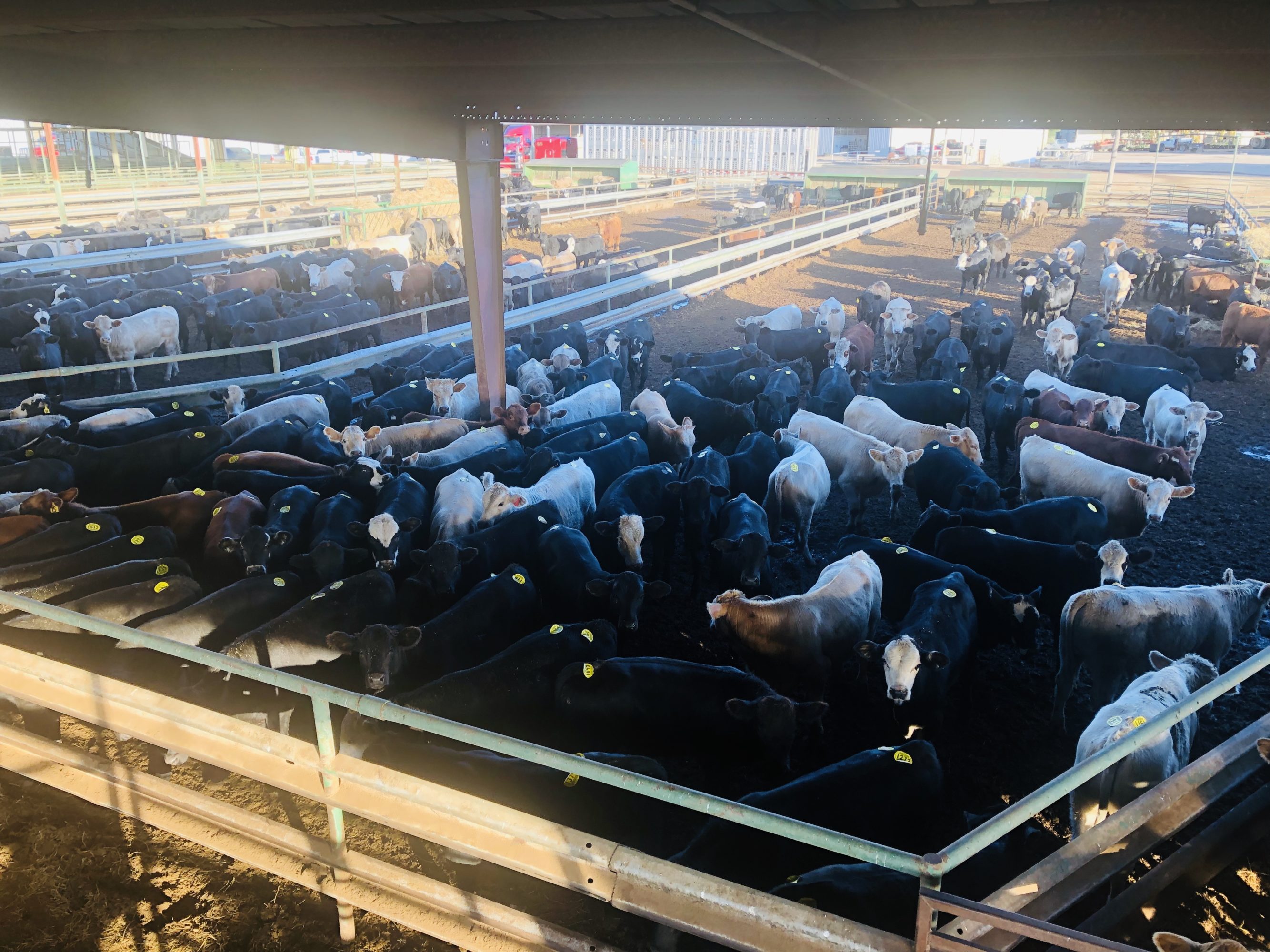 1 load #1 Steers/Bulls