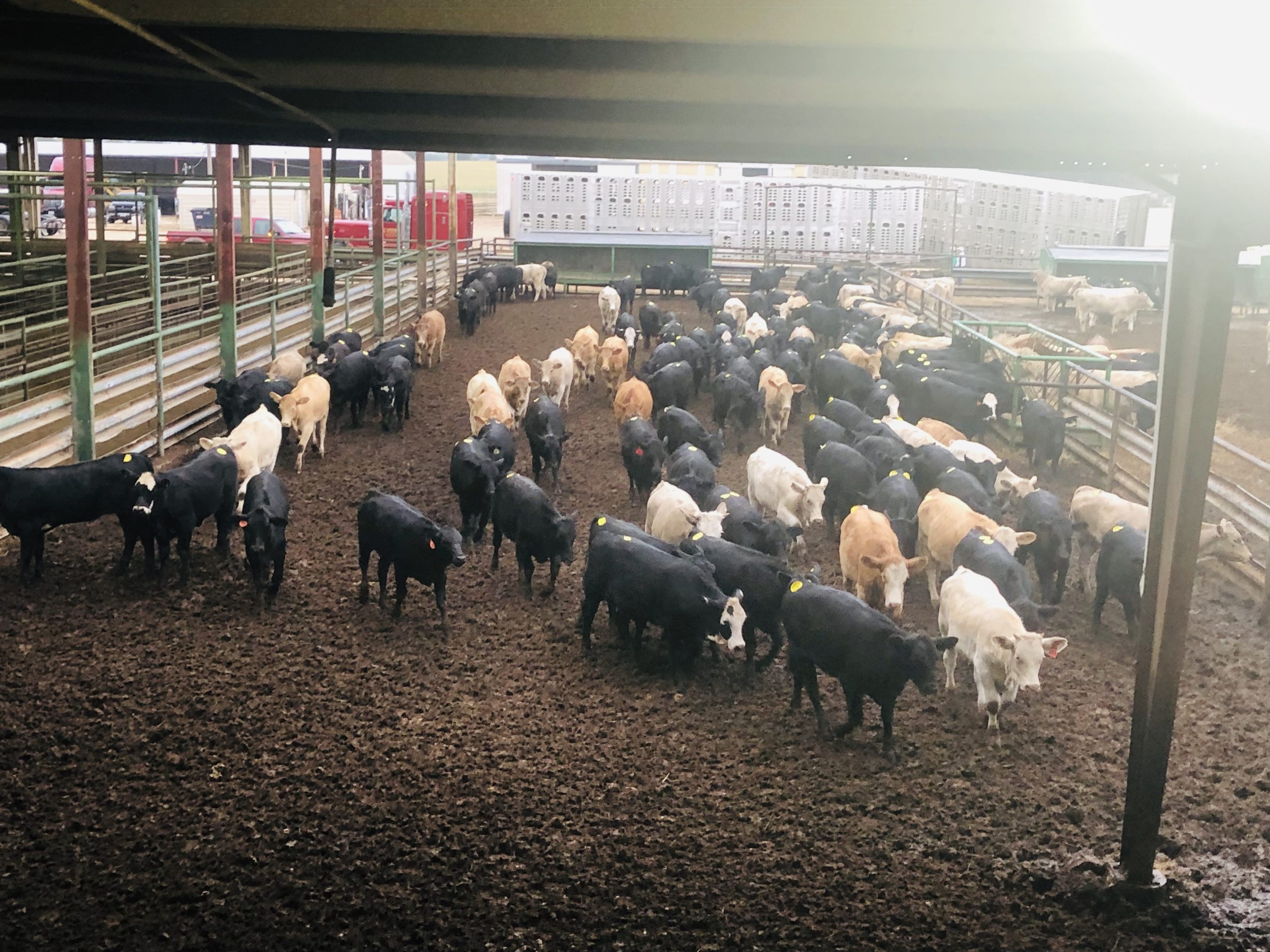 2 loads #1 Heifers