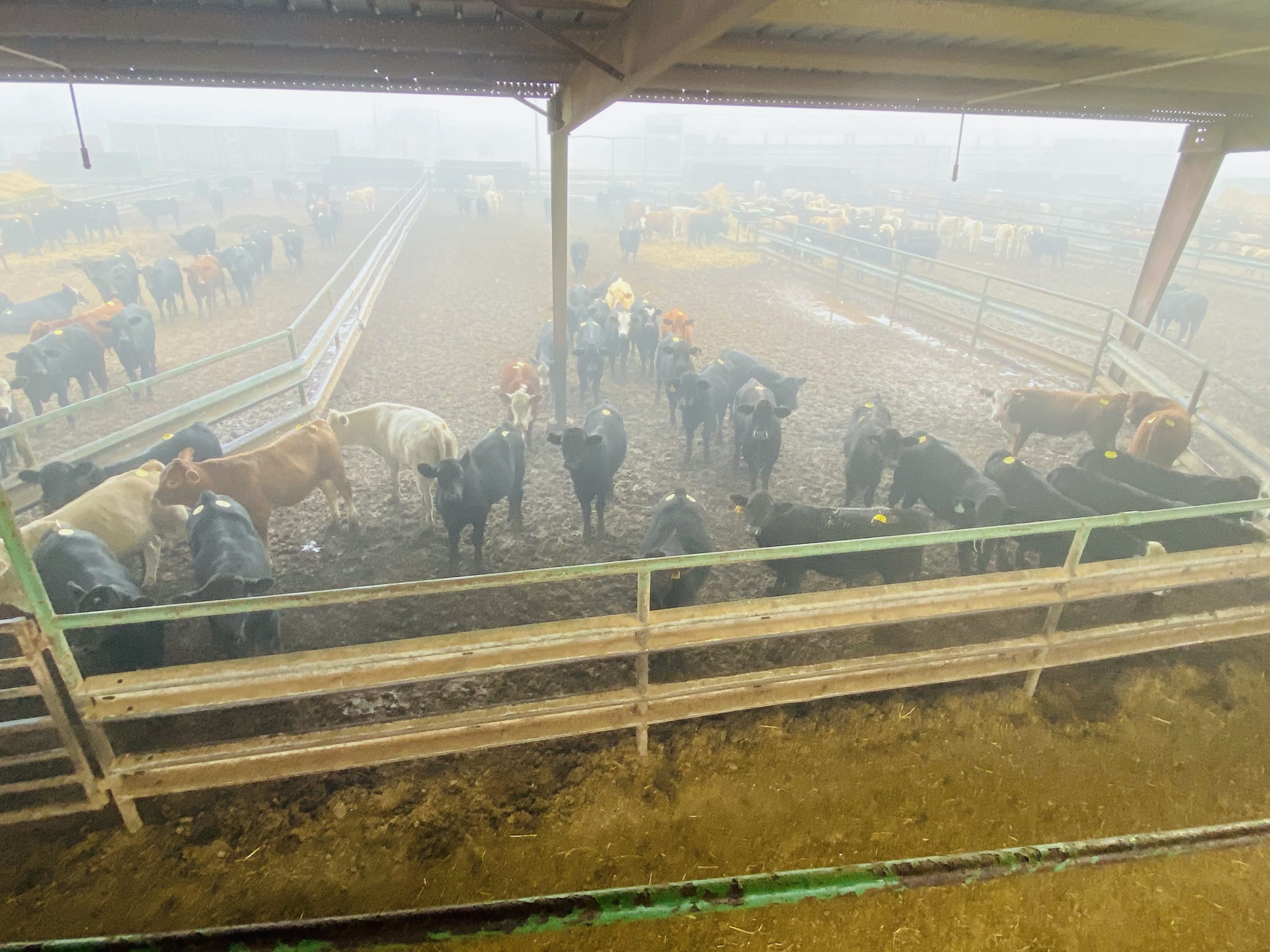 1 load #1 Steers/Bulls