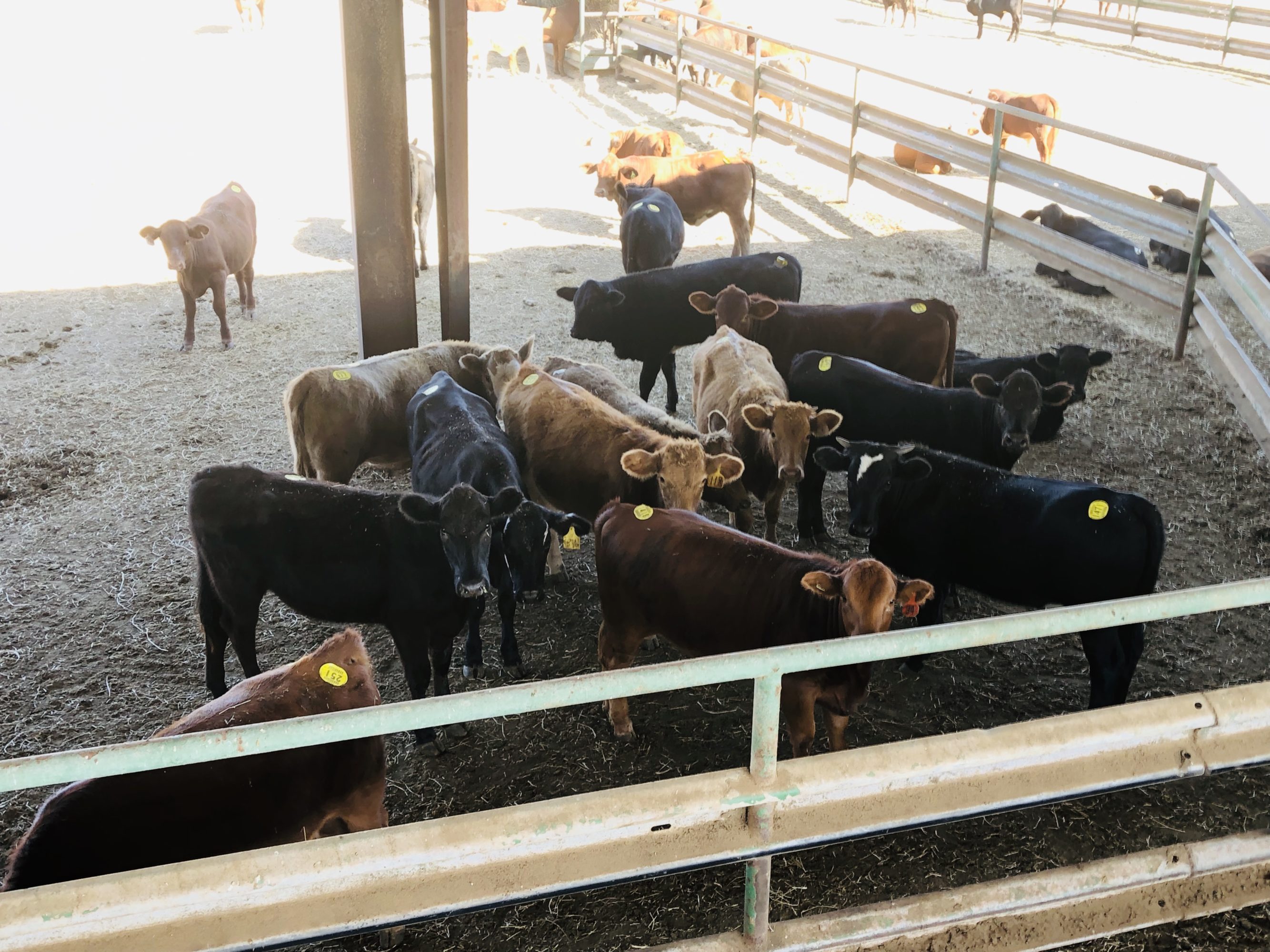 1 load #1 Xbred Heifers