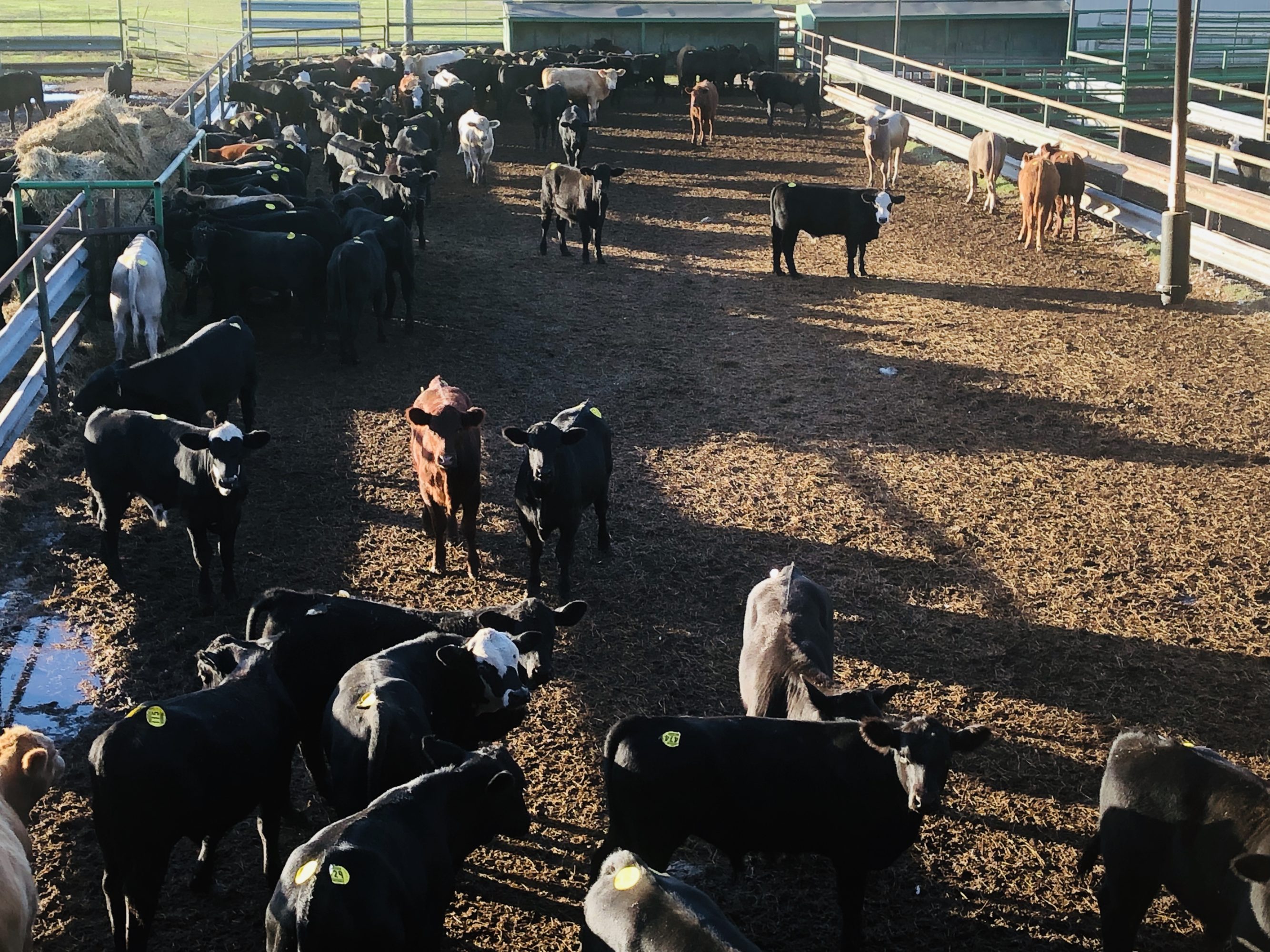 1 load #1 Steers/Bulls
