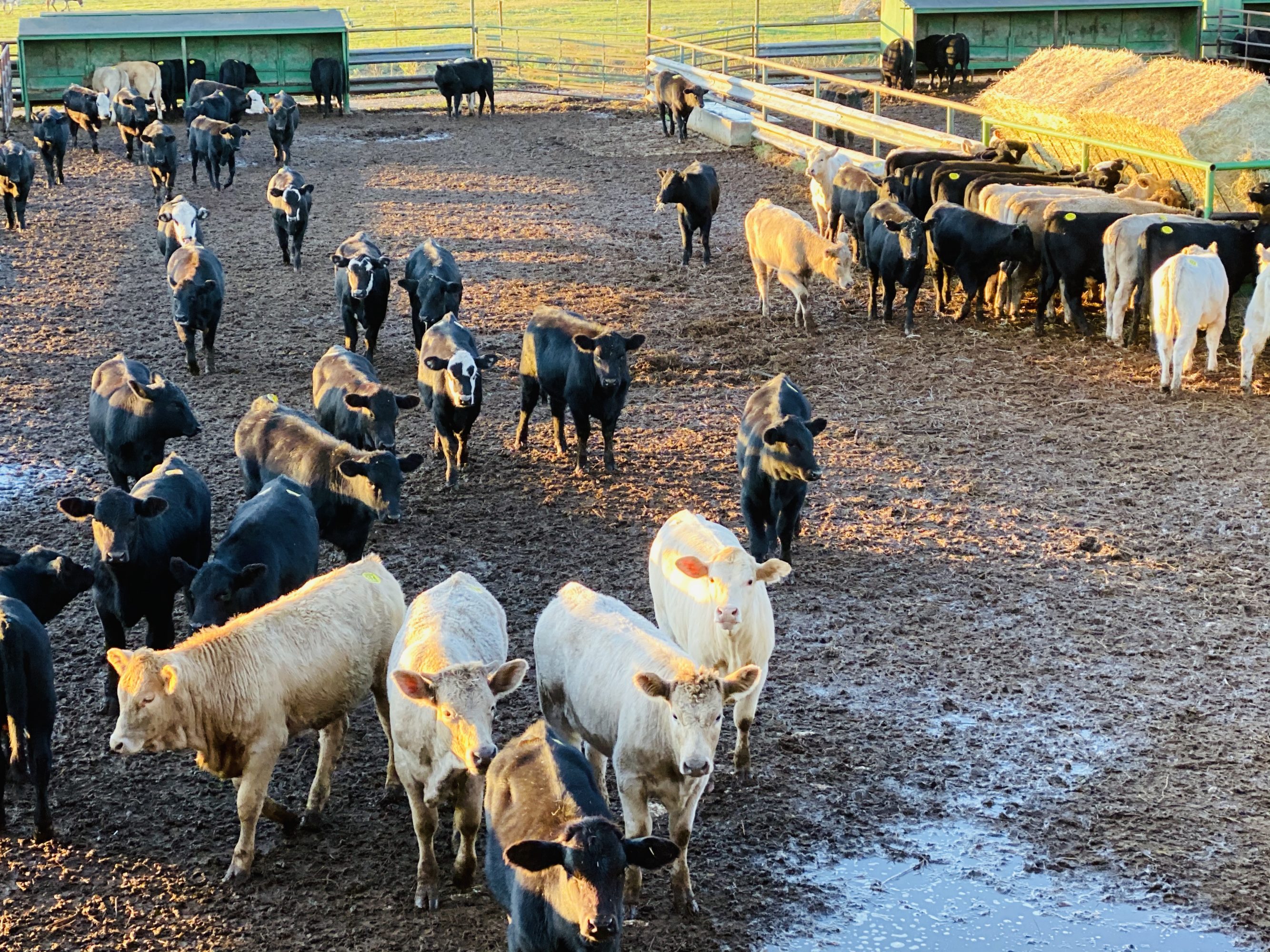 1 load #1 & #1 1/2 Heifers