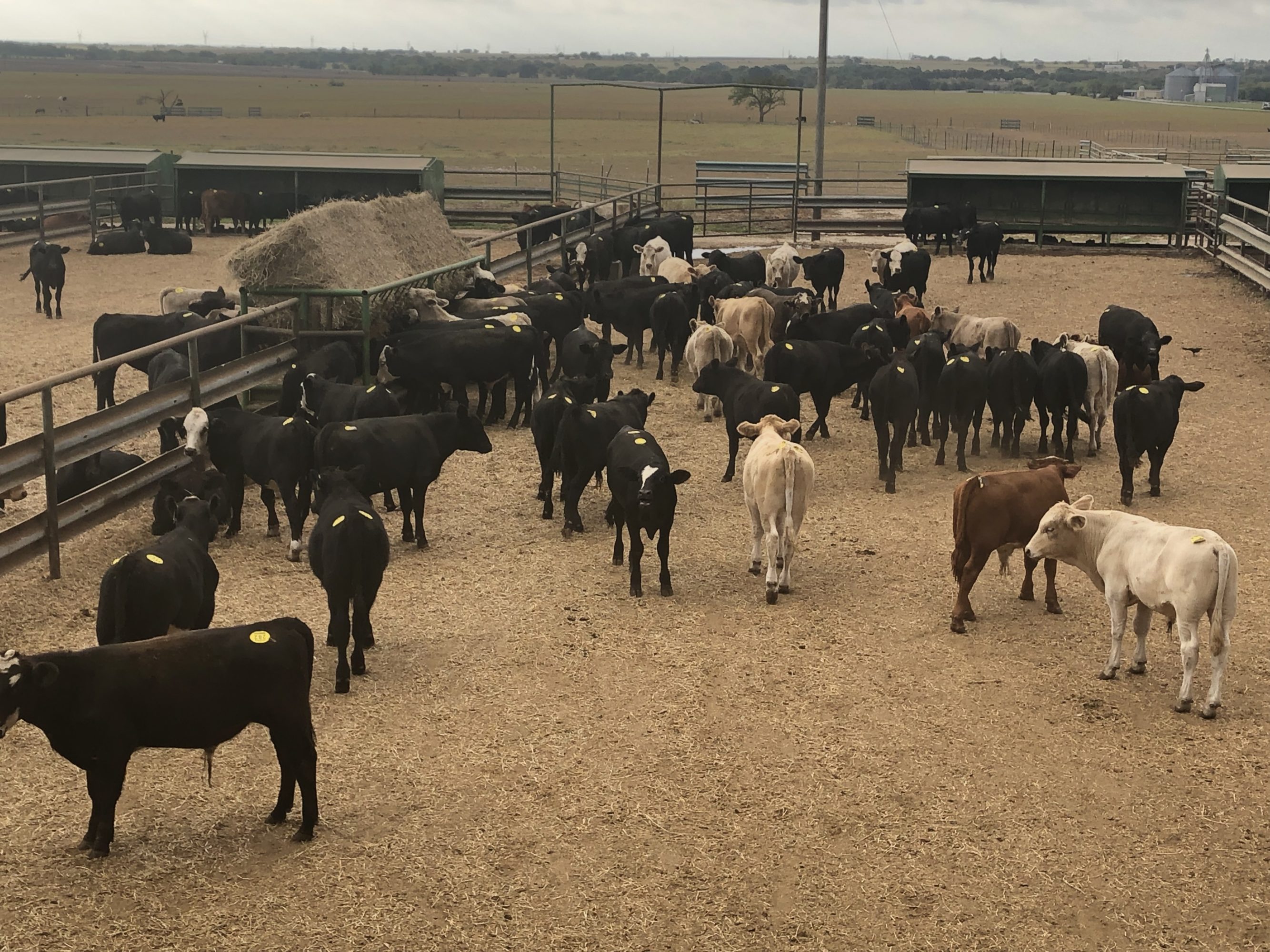 1 load #1 Steers/Bulls