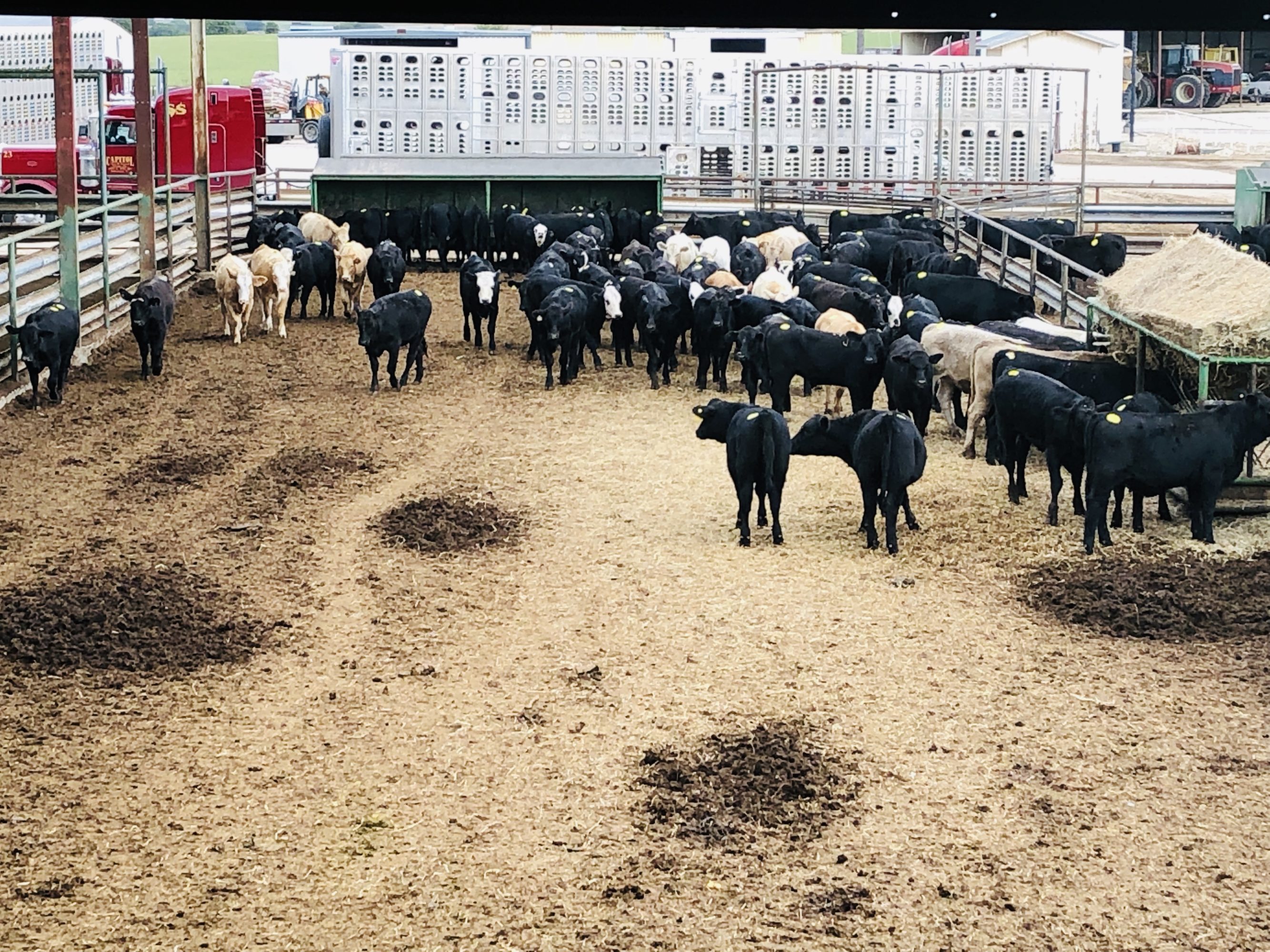 1 load #1 Heifers