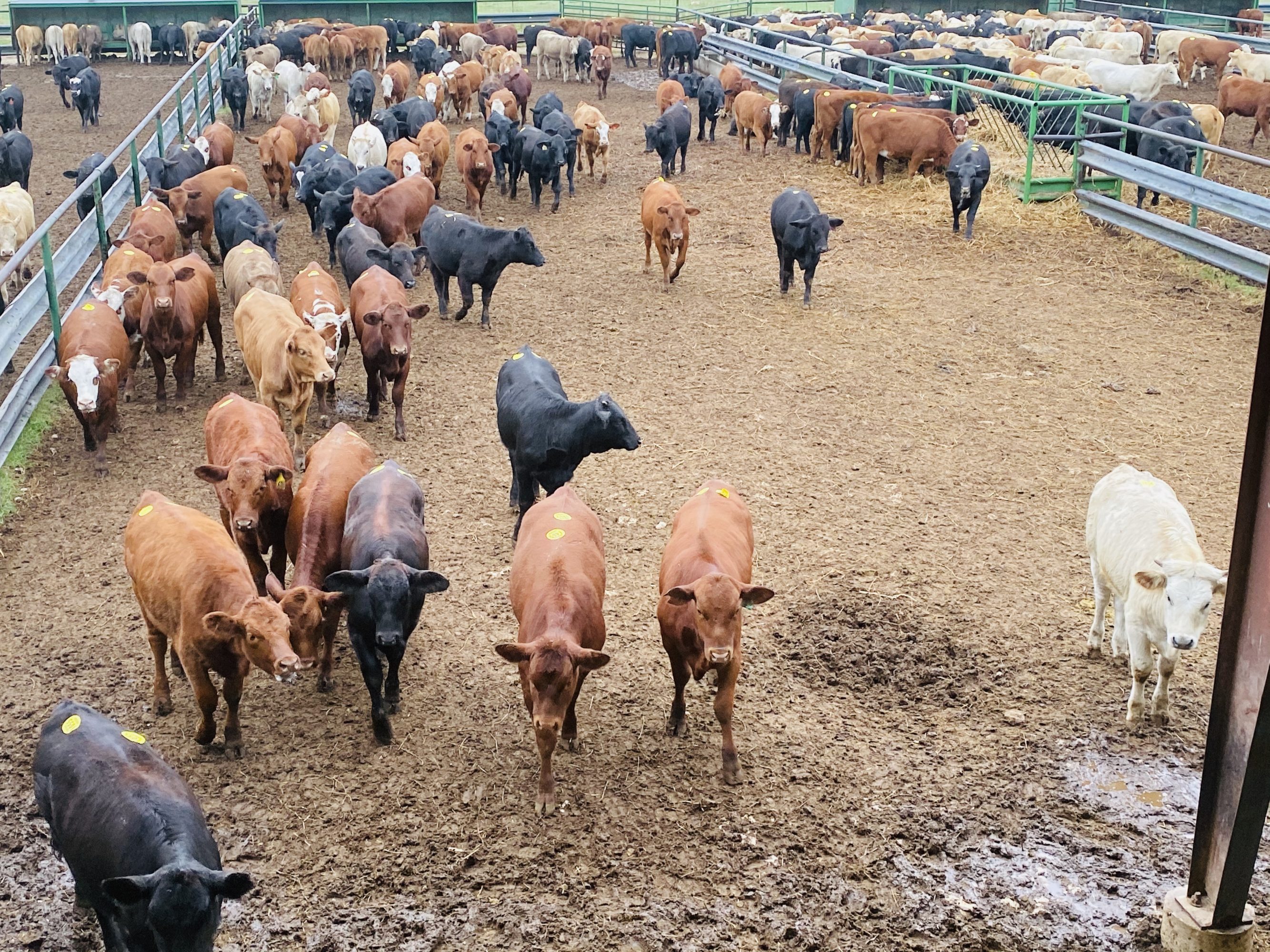 1 load #1 Xbred Heifers