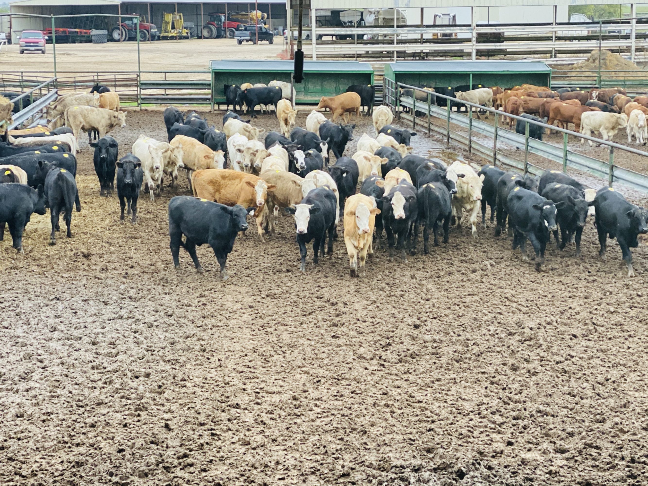 1 load #1 & #1 1/2 Heifers