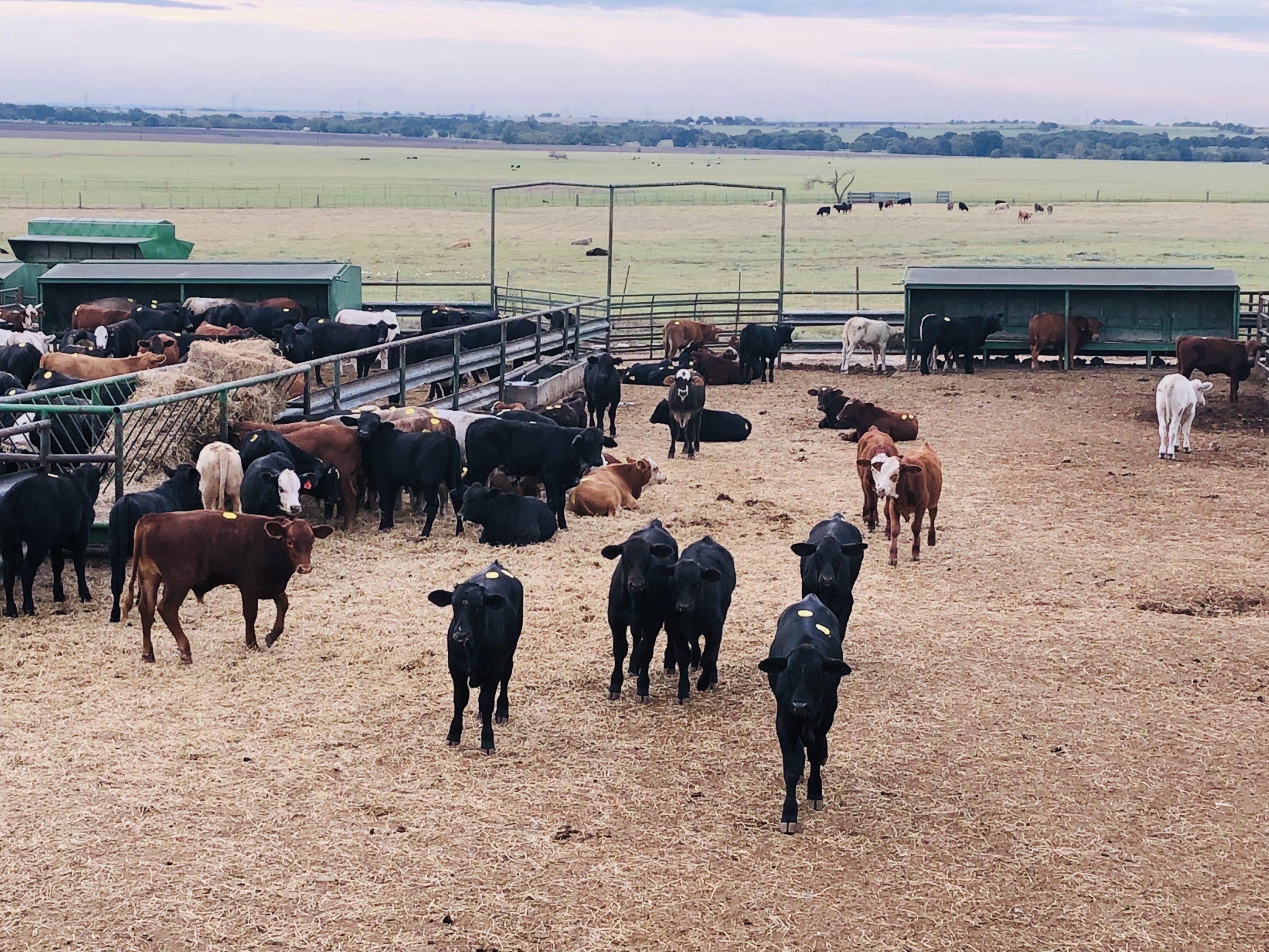 #1 1/2 Steers/Bulls