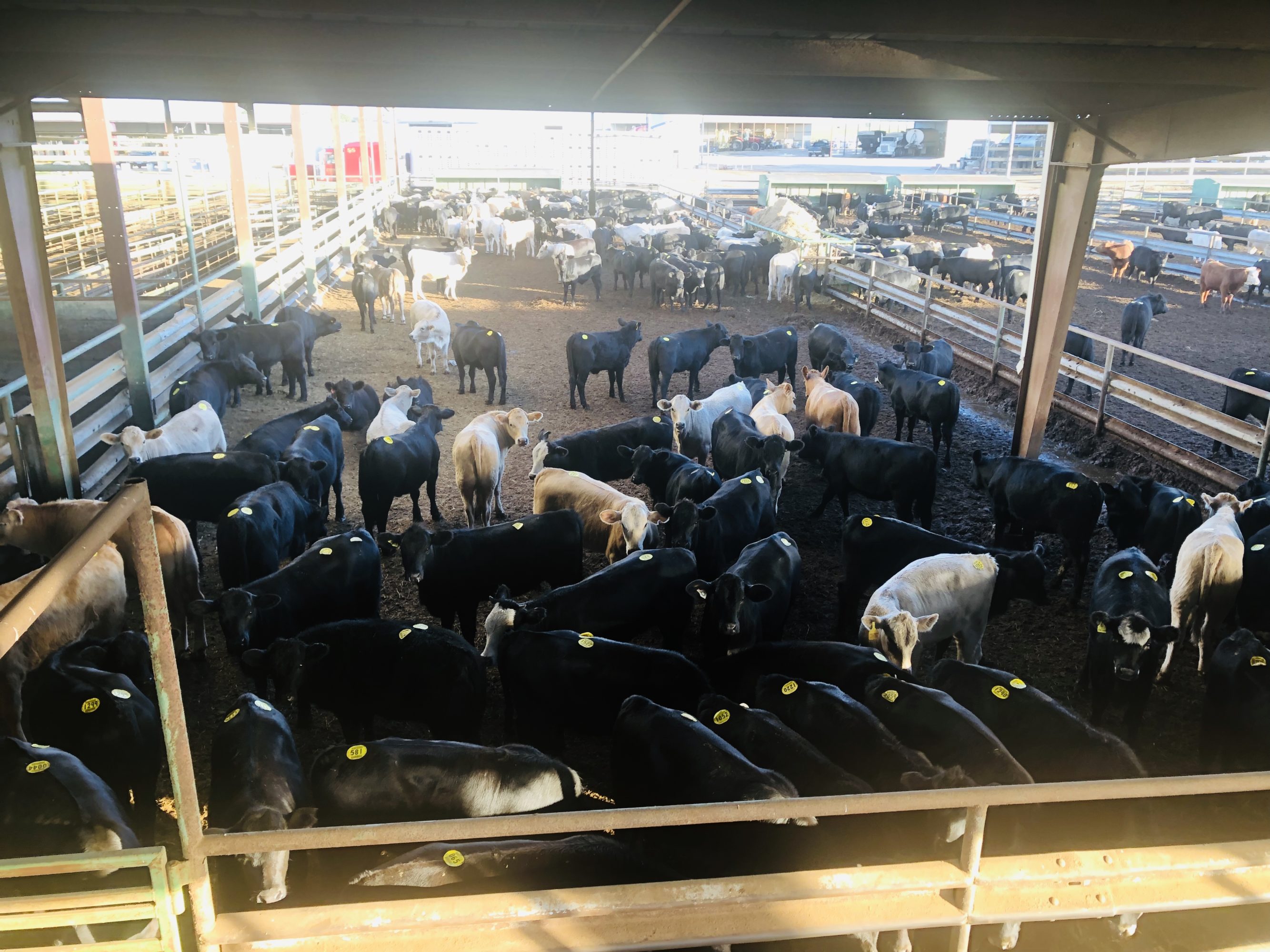2 loads #1 Black/CharX Heifers