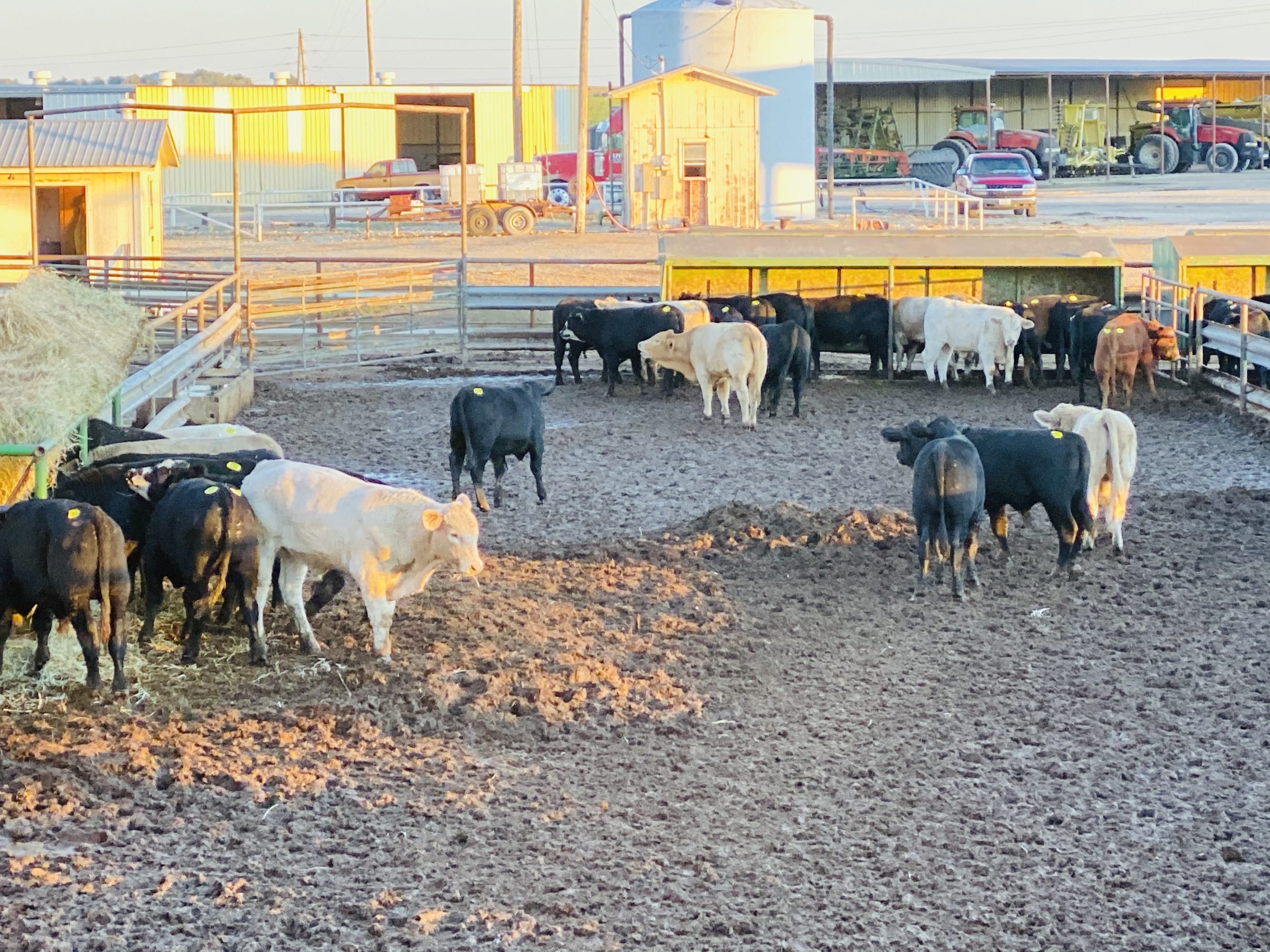 1 load #1 Steers/Bulls