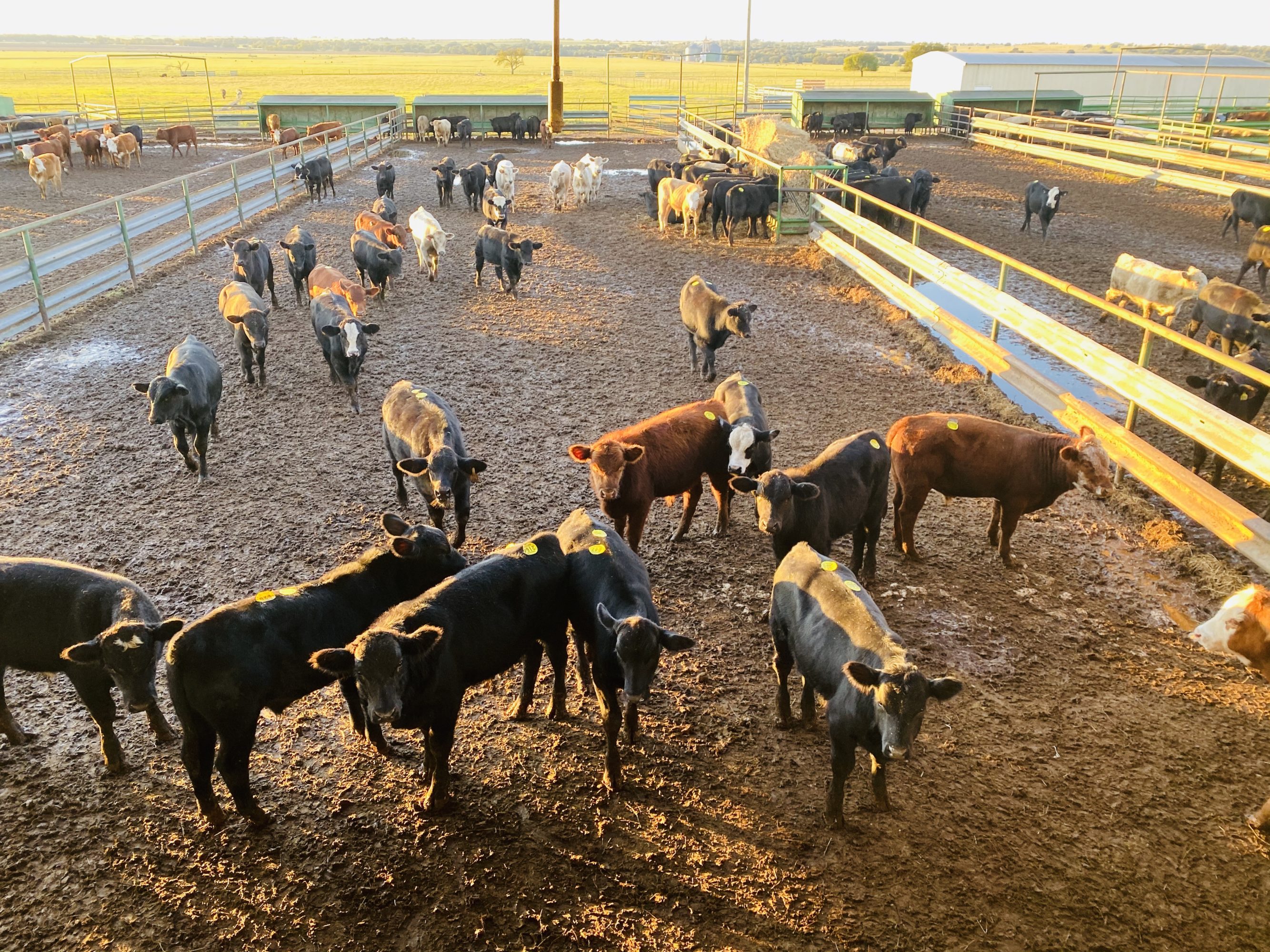 1 load #1 Steers/Bulls