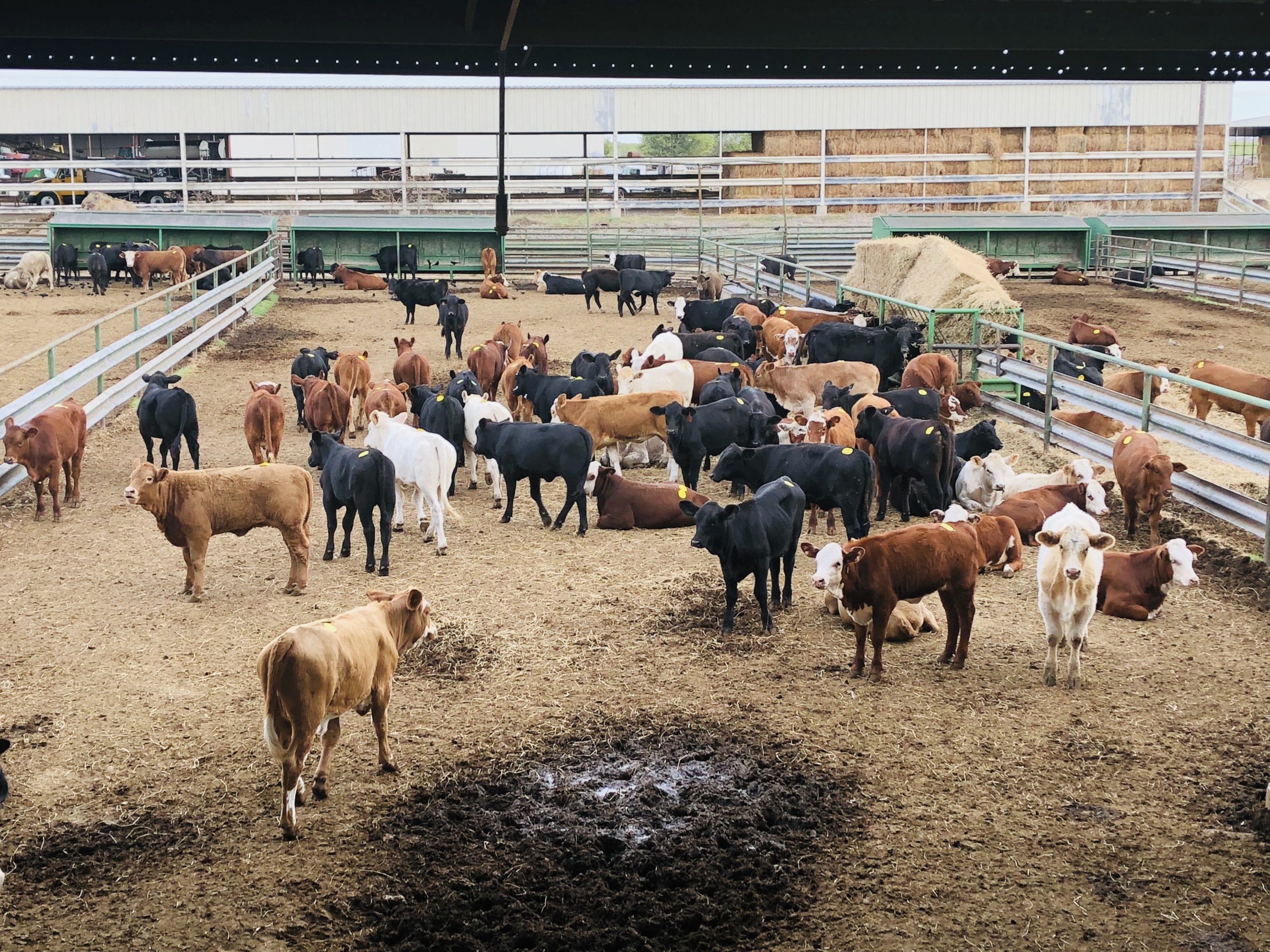 1 load #1 & #1 1/2 Heifers