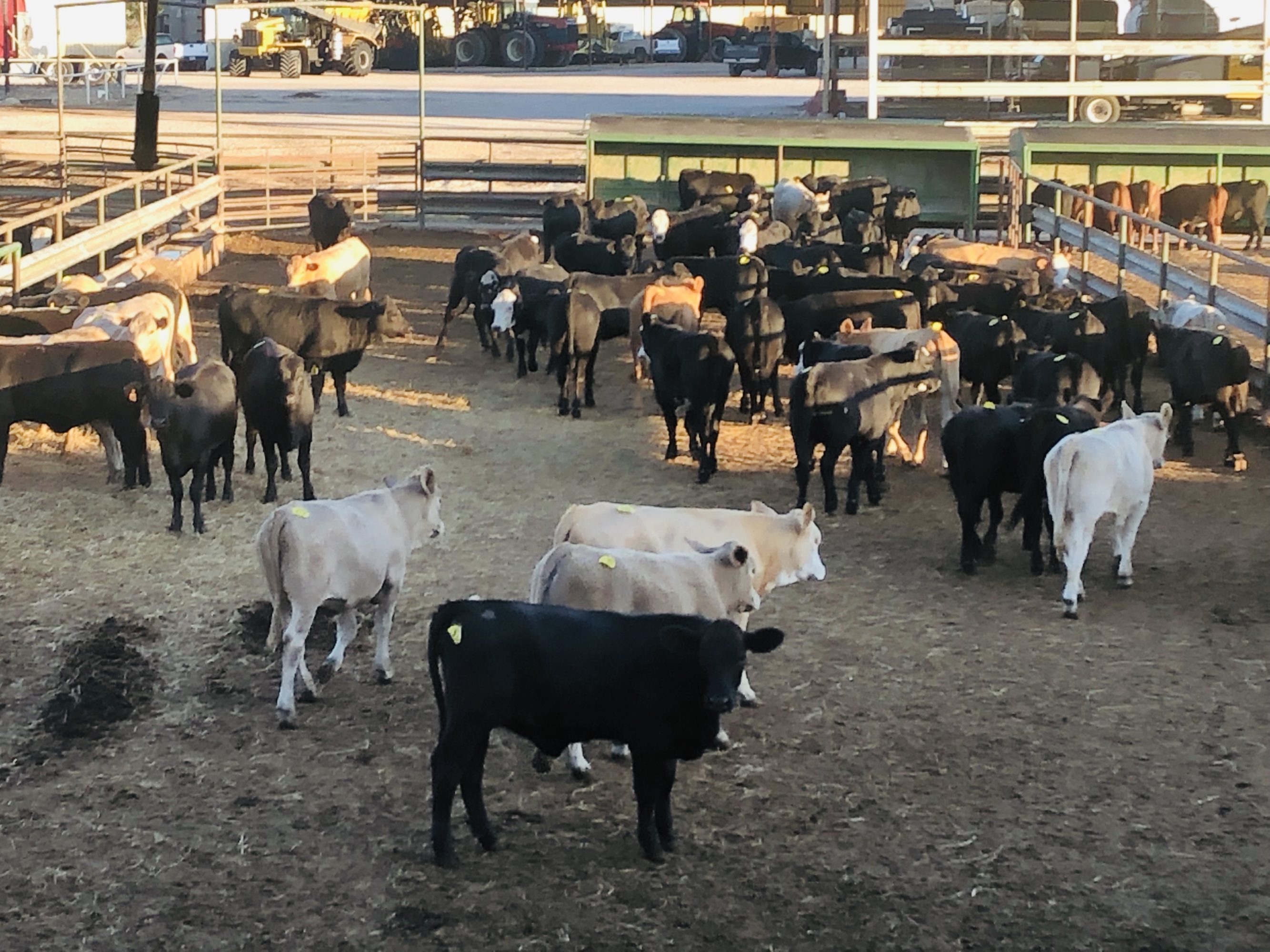1 load #1 & #1 1/2 Heifers