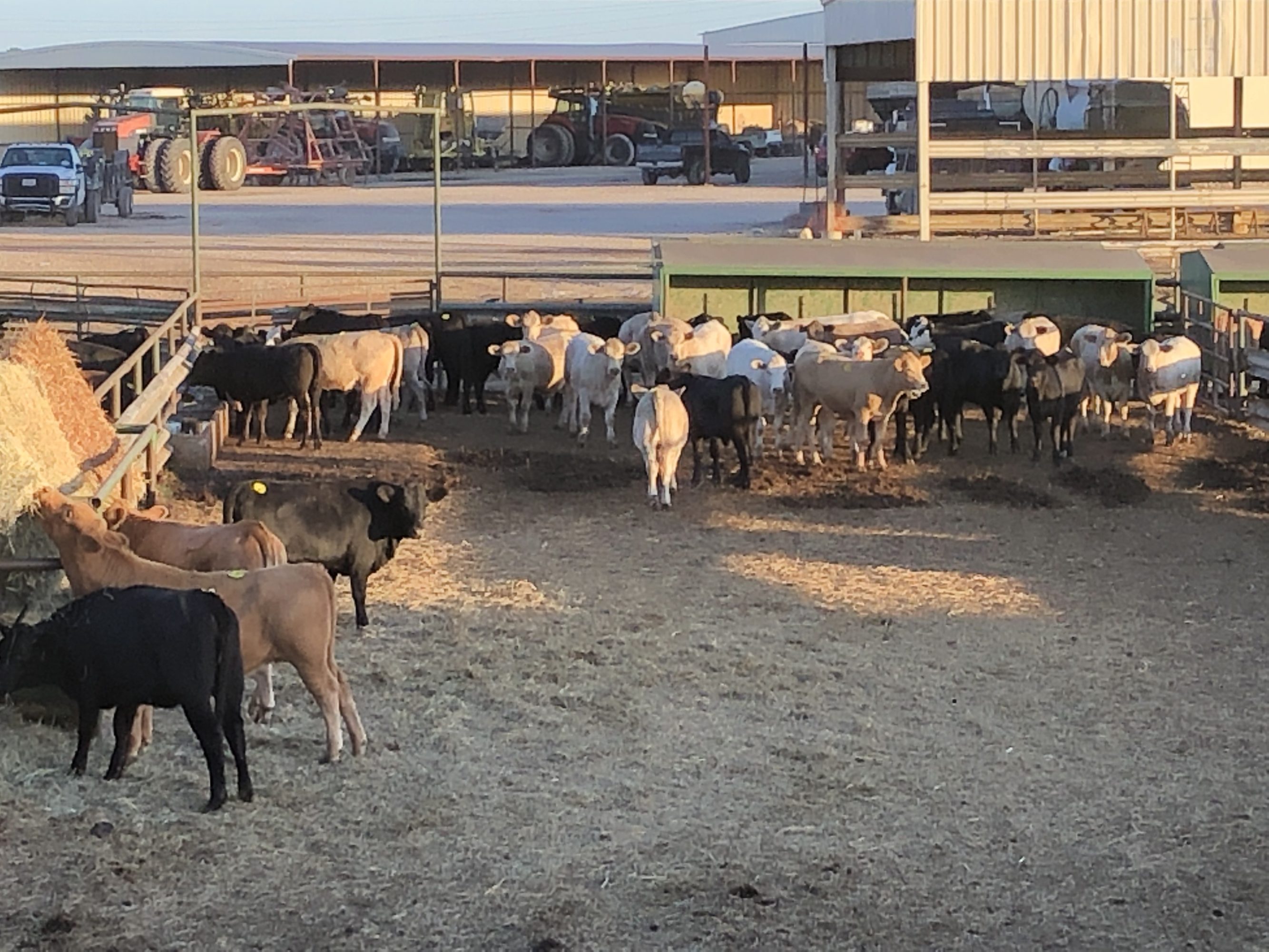 1 load #1 Heifers