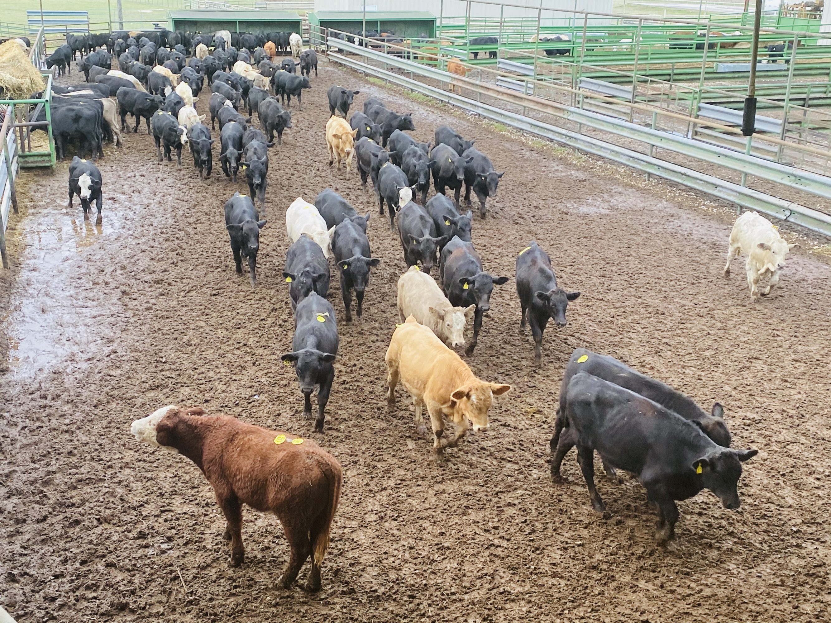 2 loads #1 Steers/Bulls