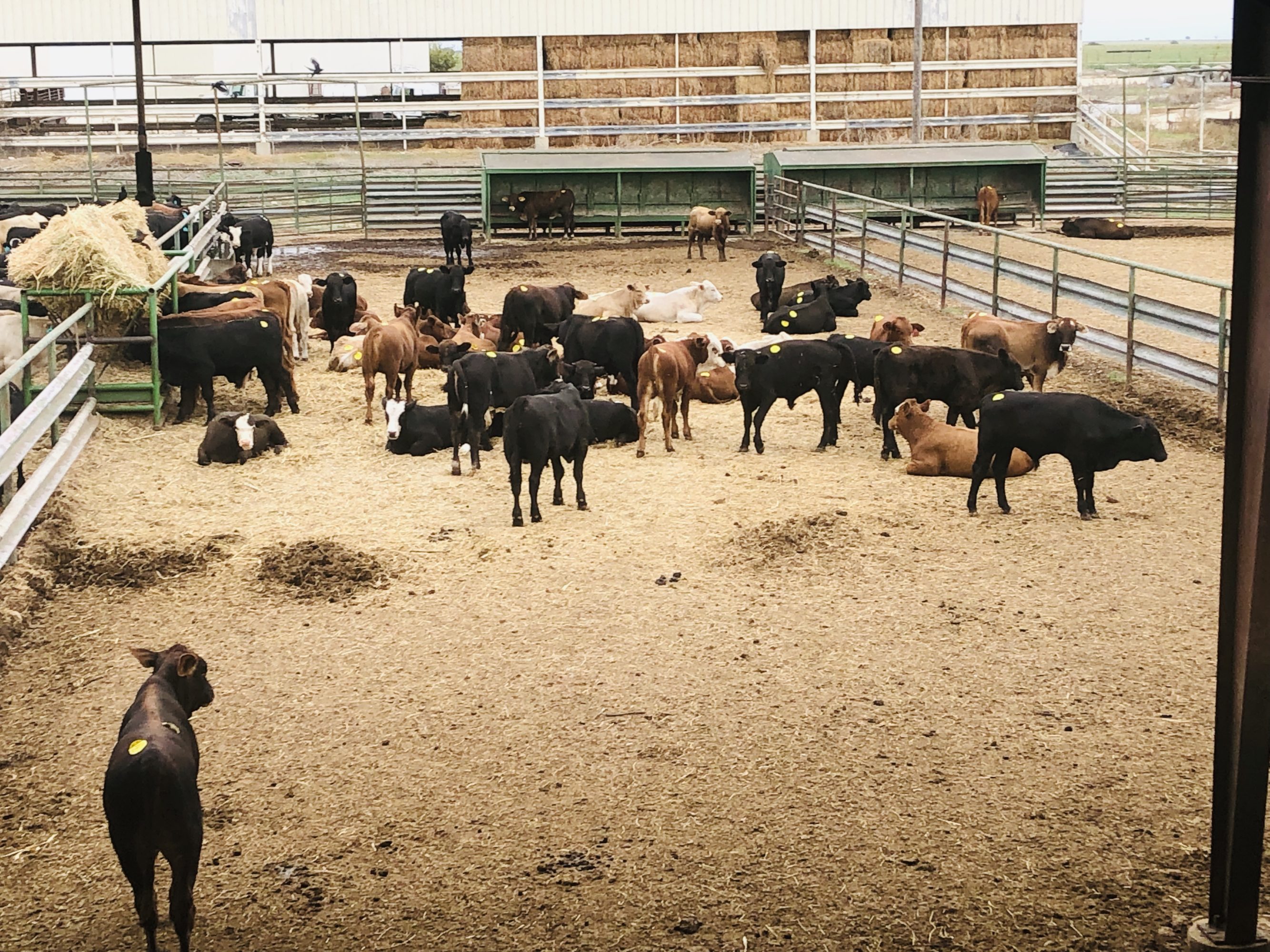 1 load #1 1/2 Steers/Bulls