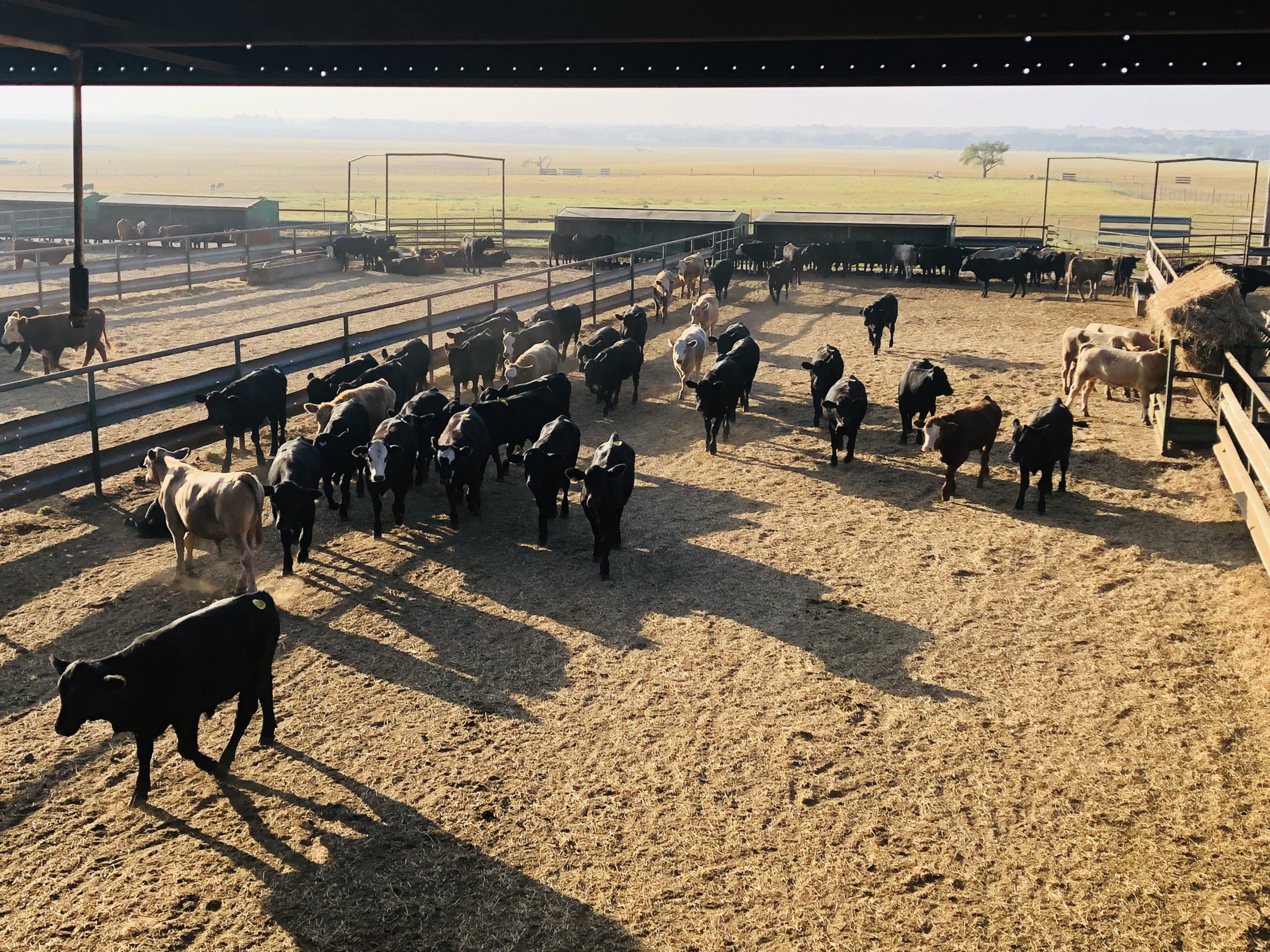 1 load #1 Steers/Bulls