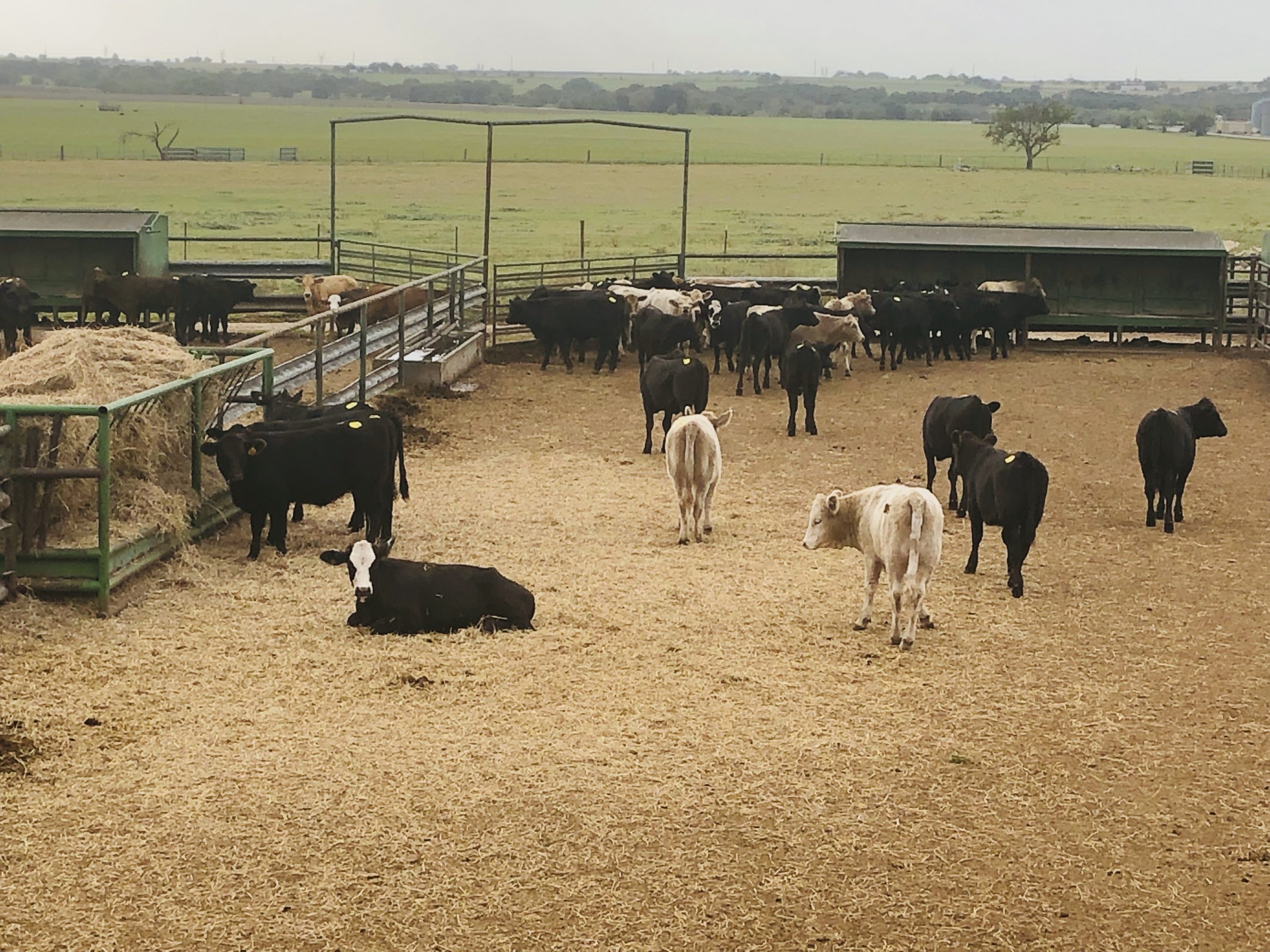 1 load #1 Heifers