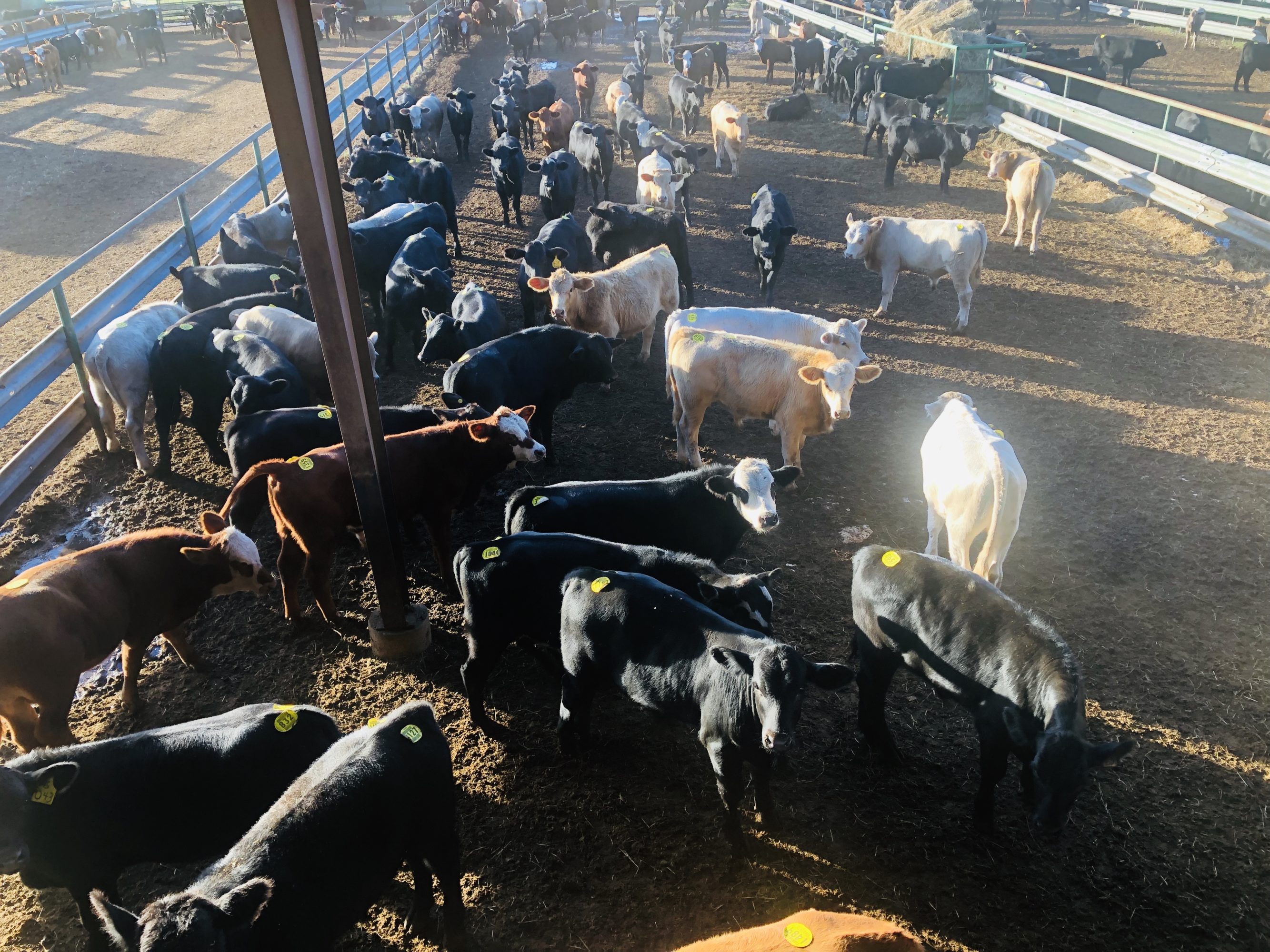 1 load #1 Steers/Bulls