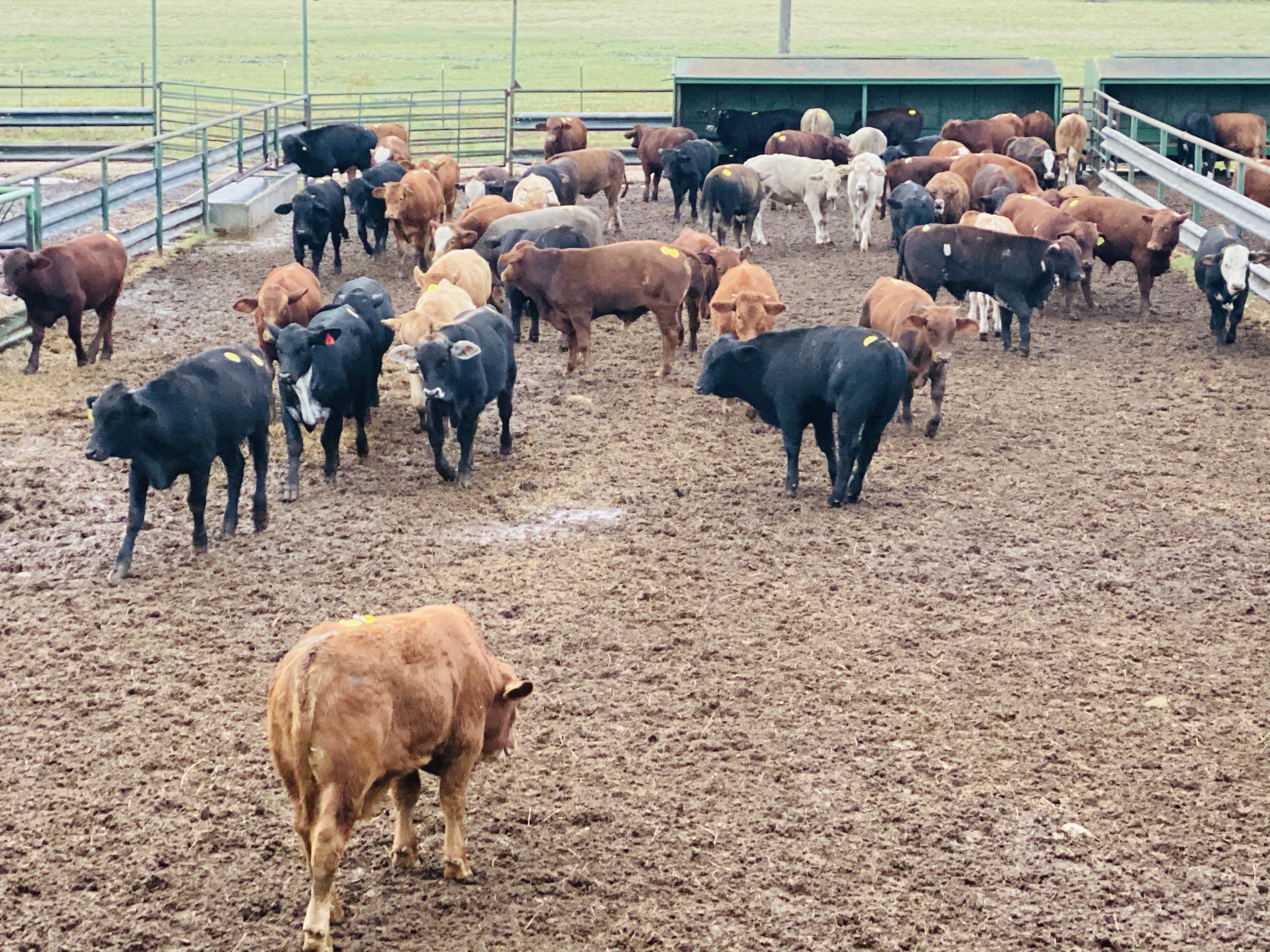 1 load #1 1/2 Steers/Bulls