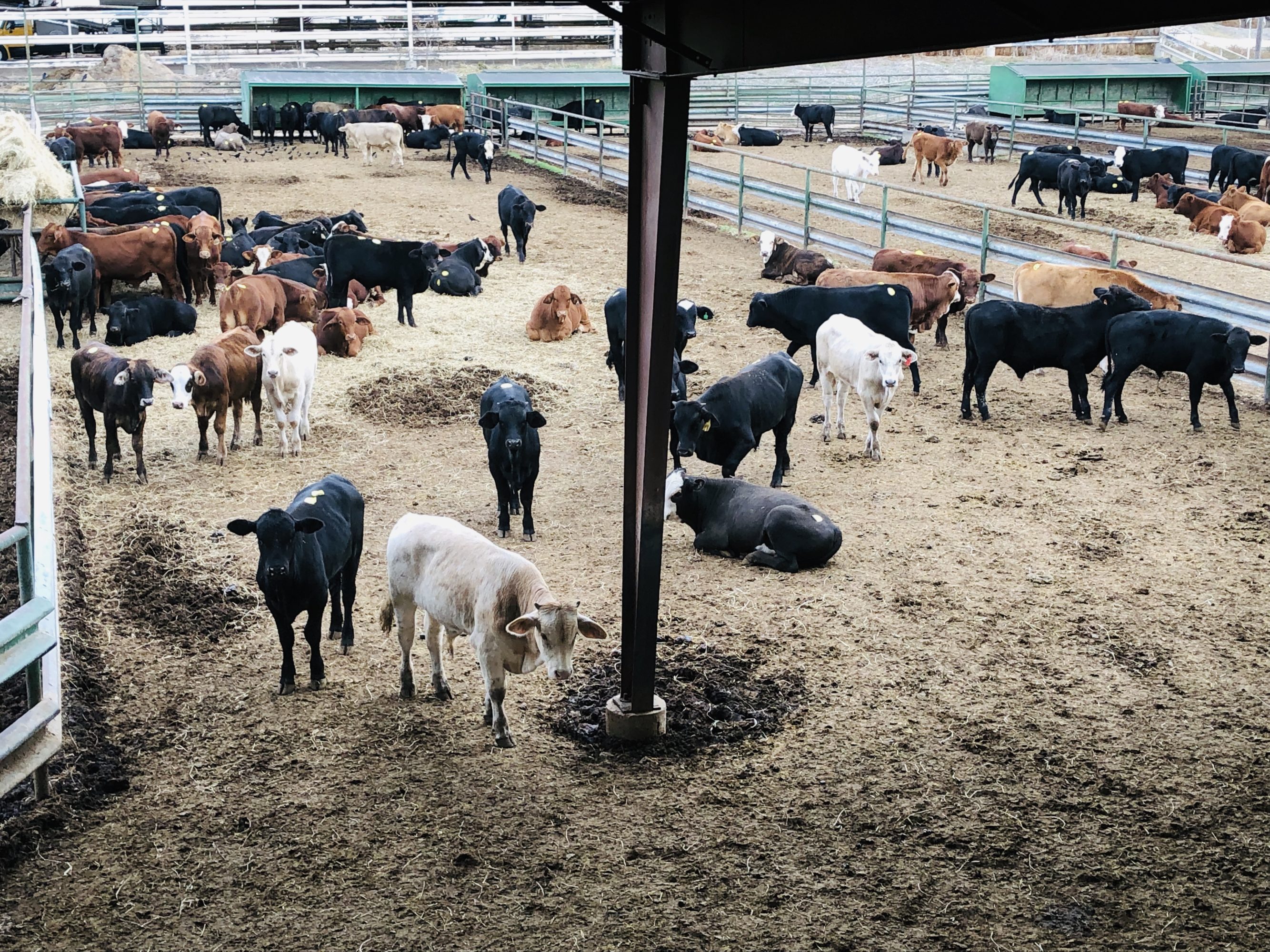 1 load #1 1/2 Steers/Bulls