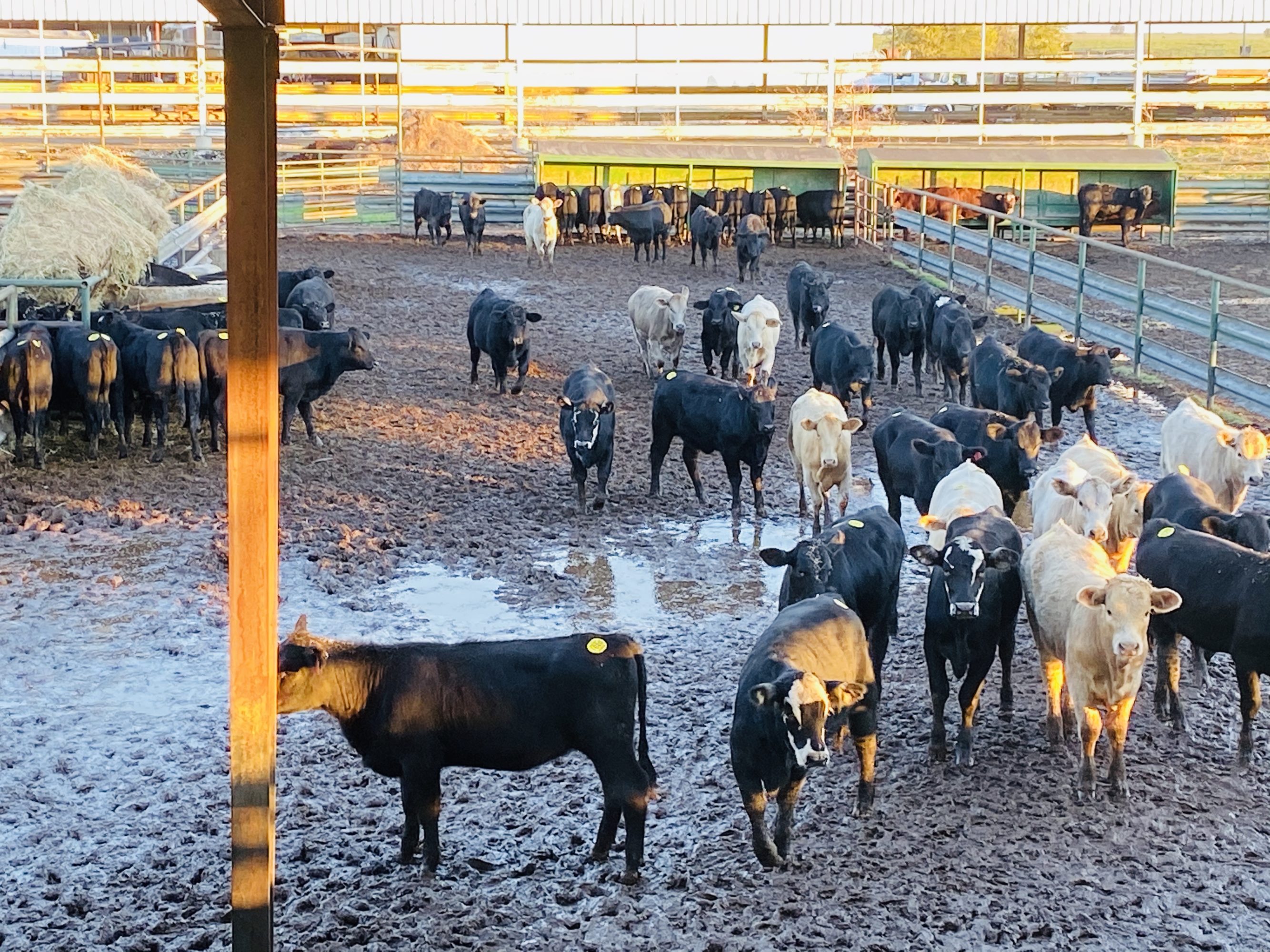 1 load #1 Heifers