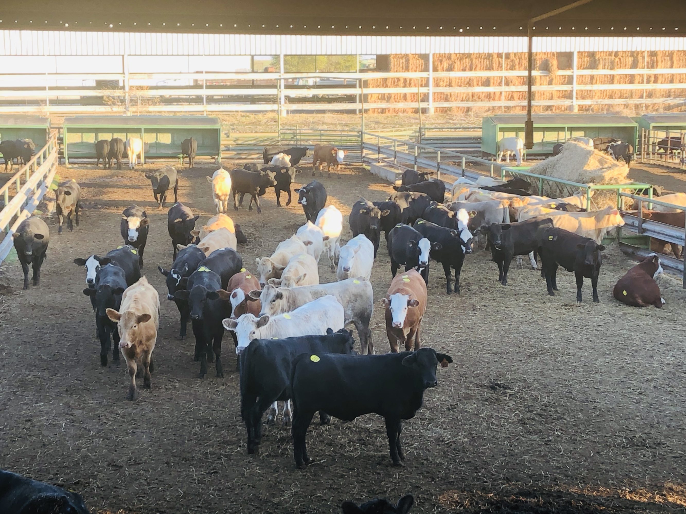 1 load #1 Heifers