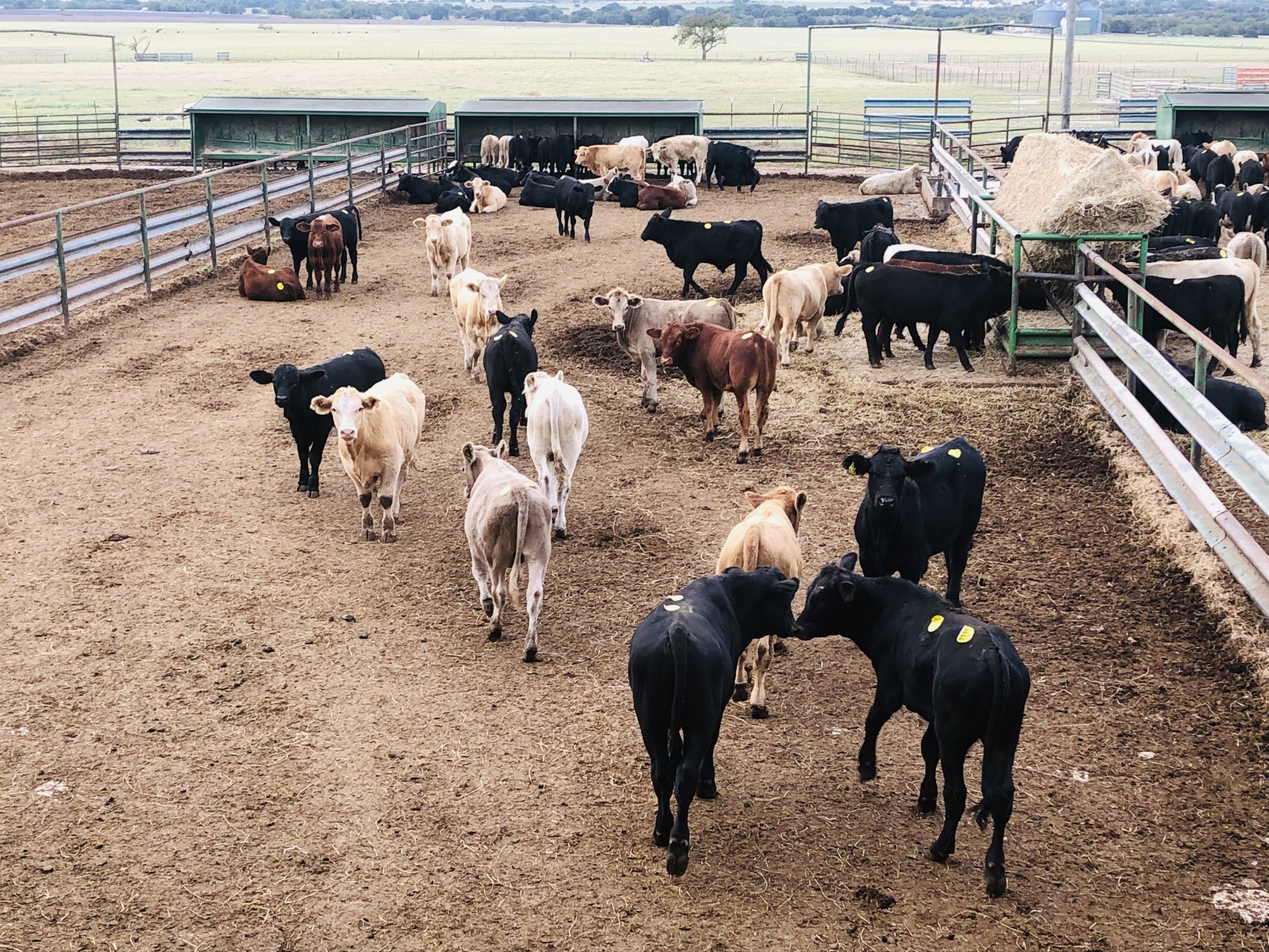 1 load #1 Steers/Bulls