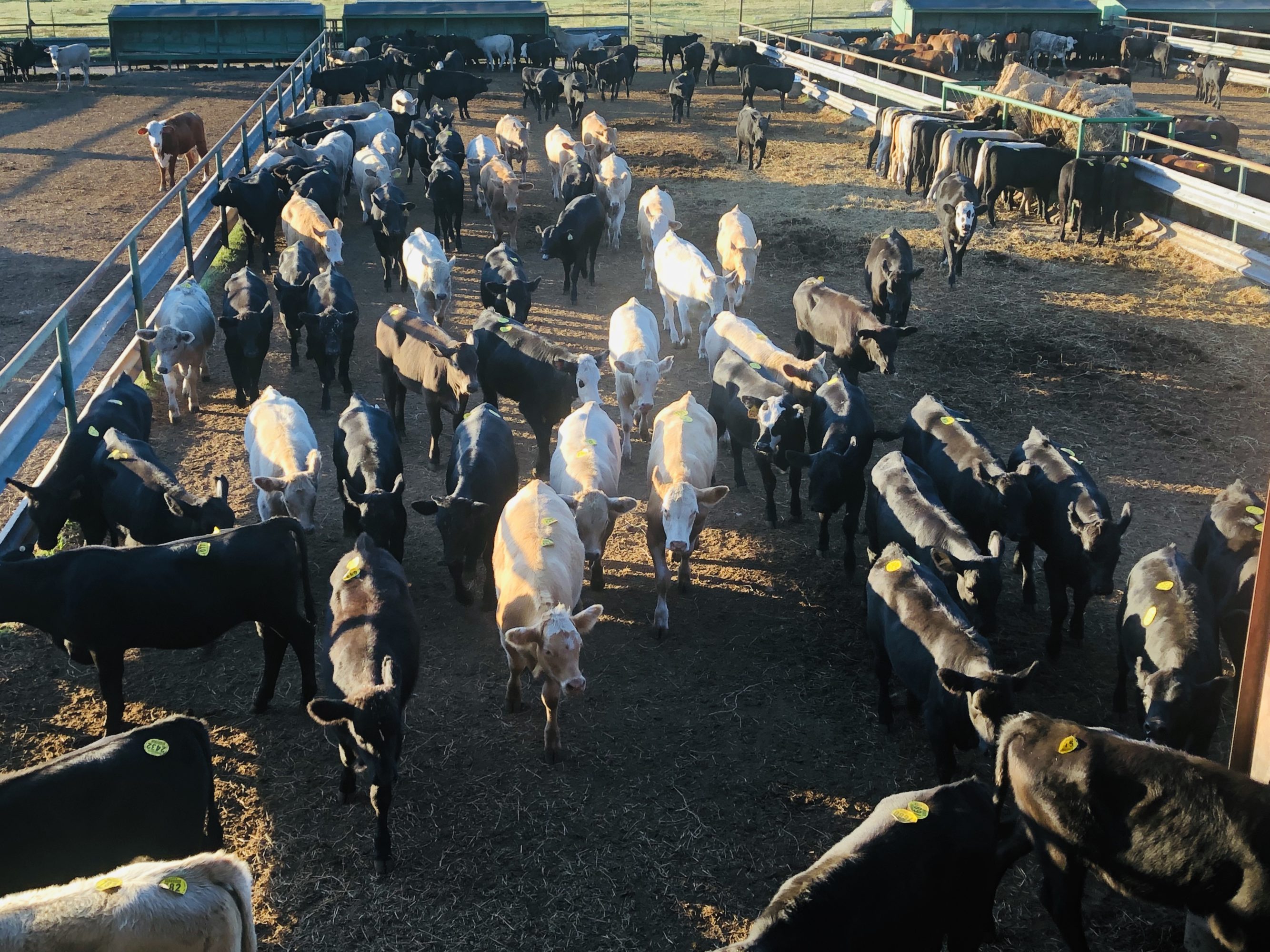 1 load #1 Black/CharX Heifers