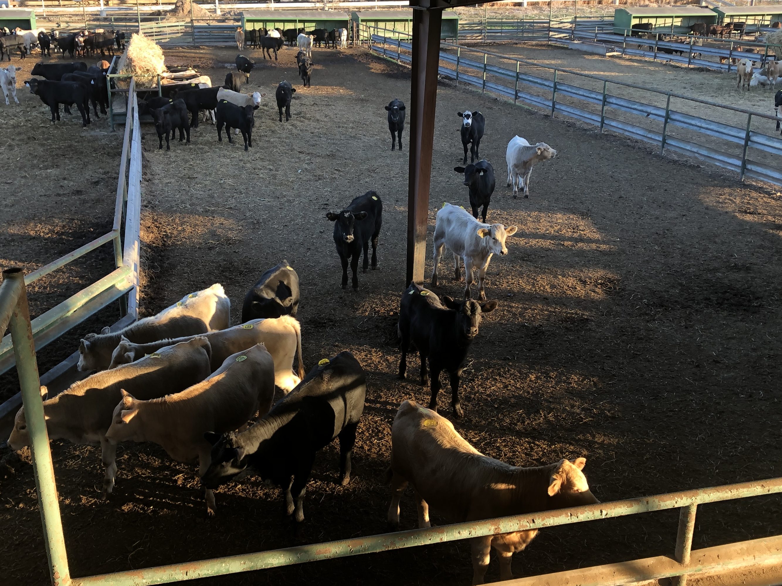1 load #1 Heifers