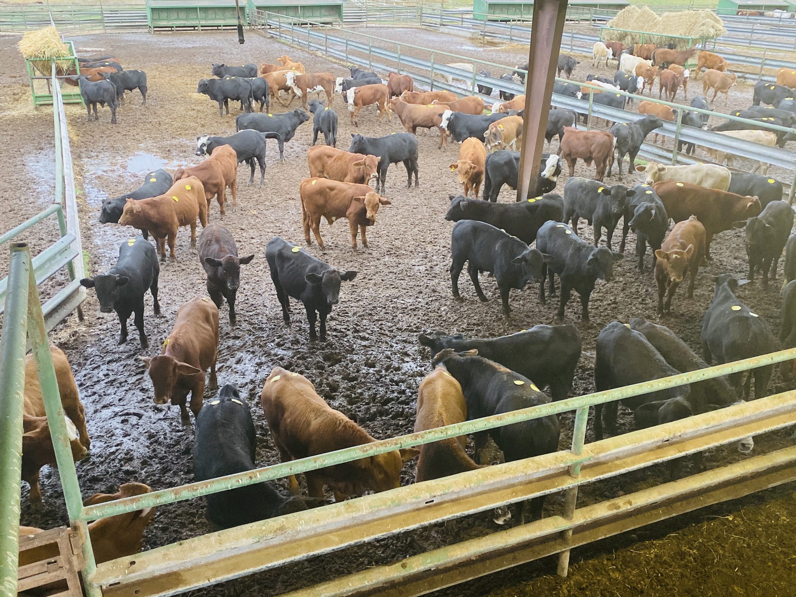 1 load #1 1/2 Steers/Bulls