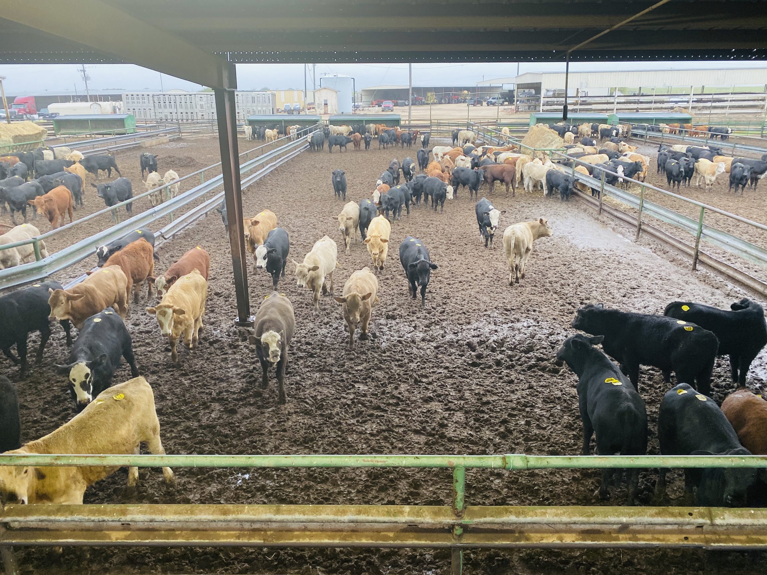 1 load #1 Steers/Bulls