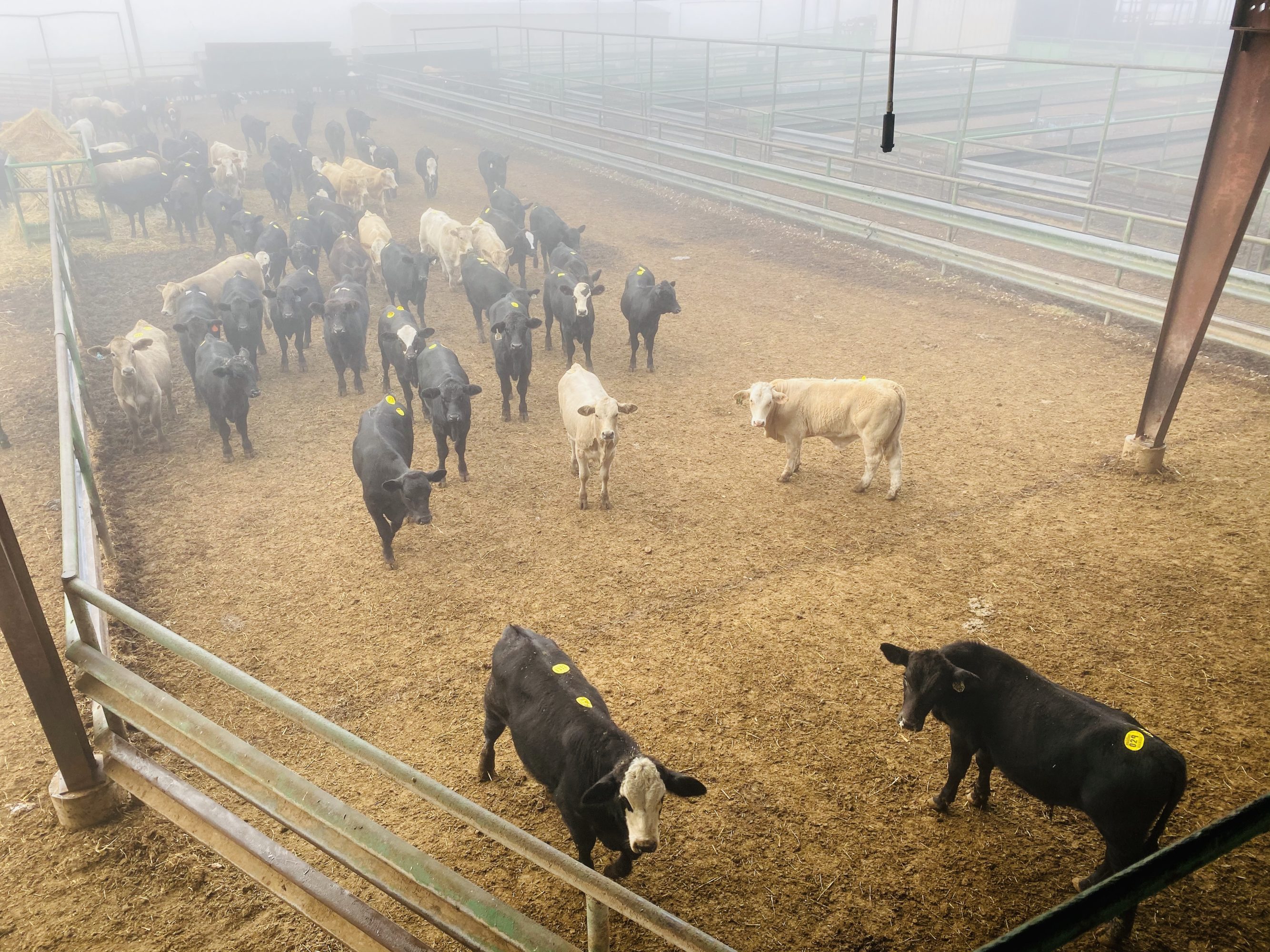 1 load #1 Steers/Bulls