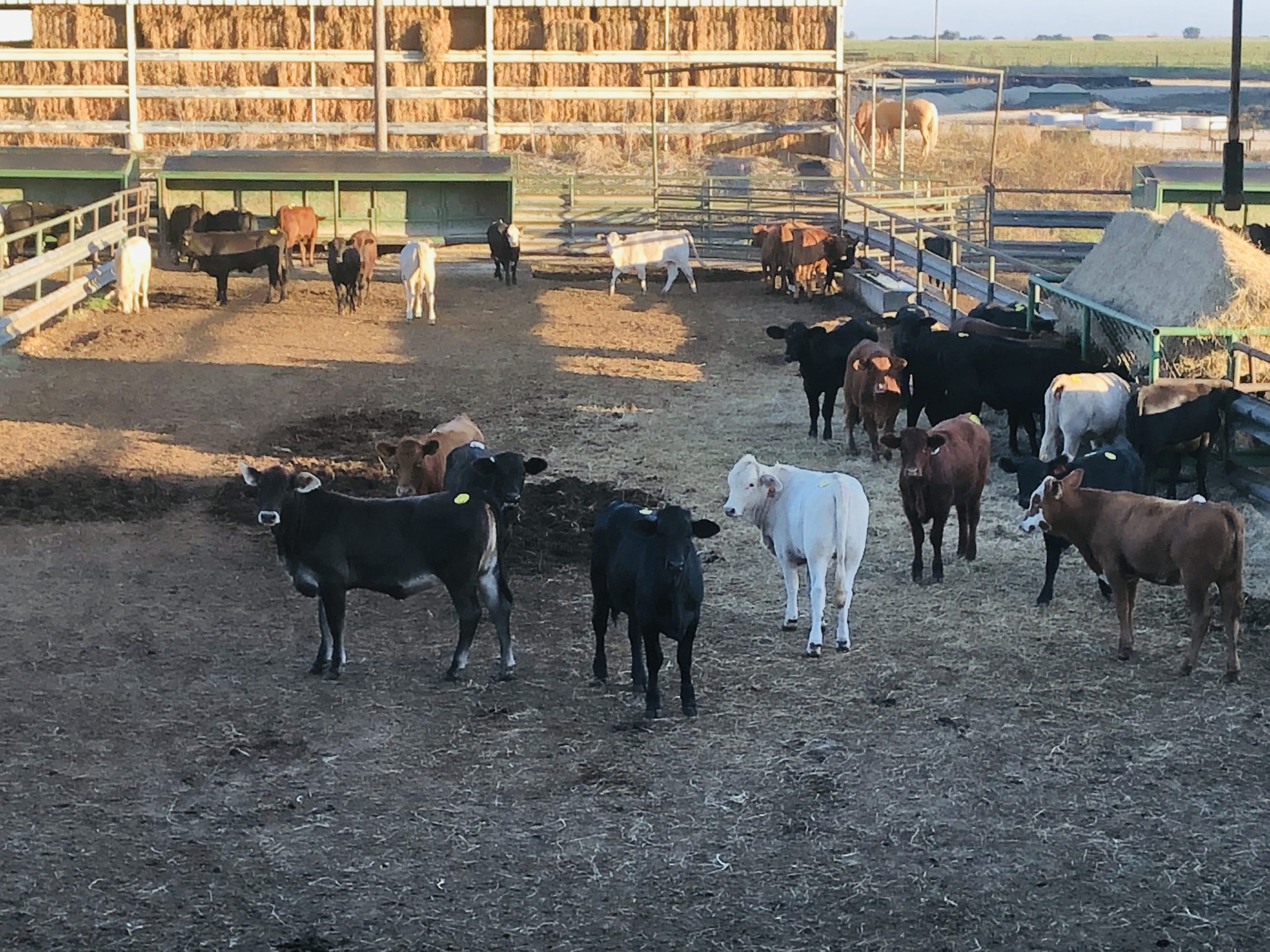 1 load #1 1/2 Heifers