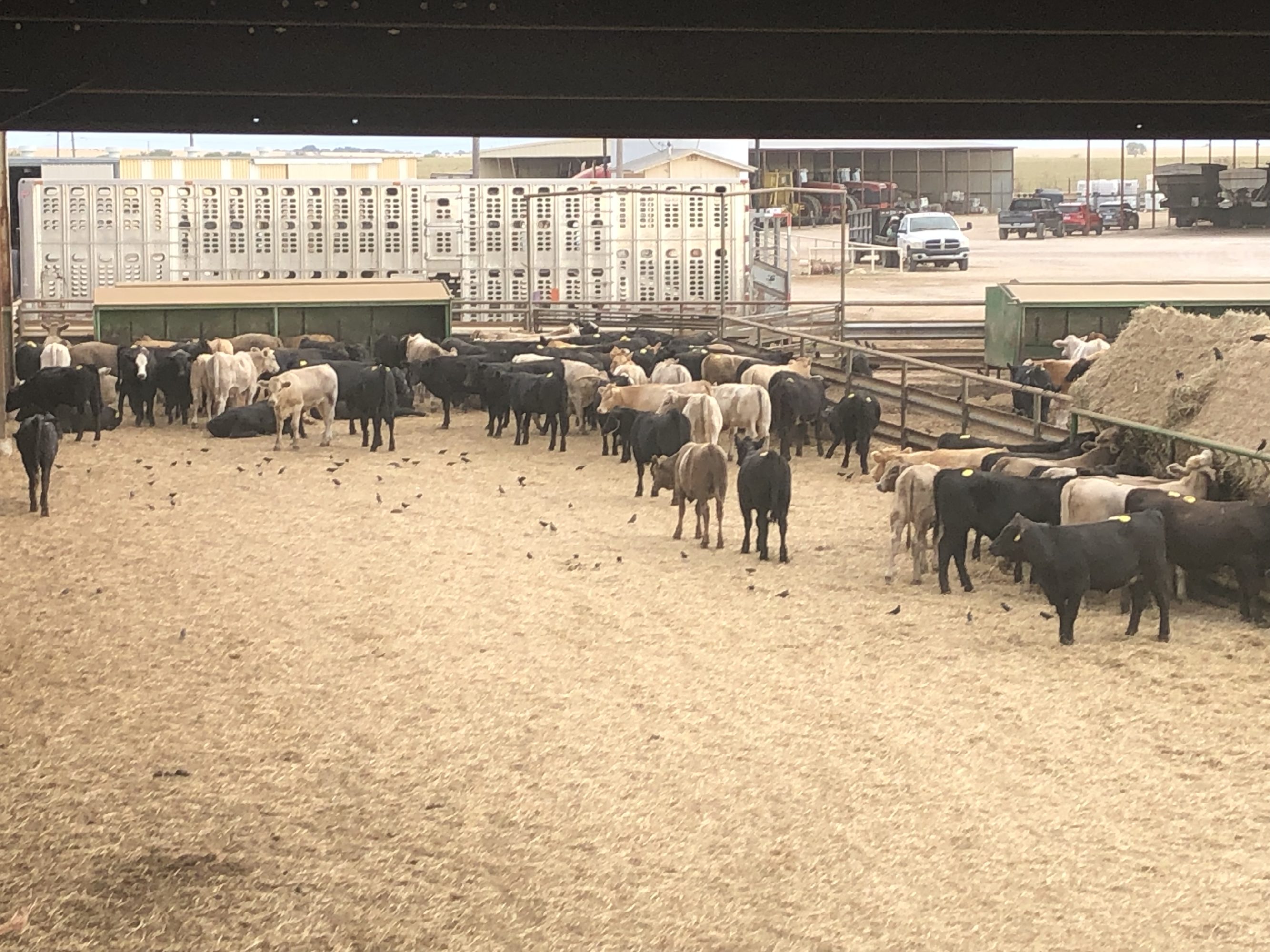 2 loads #1 Heifers