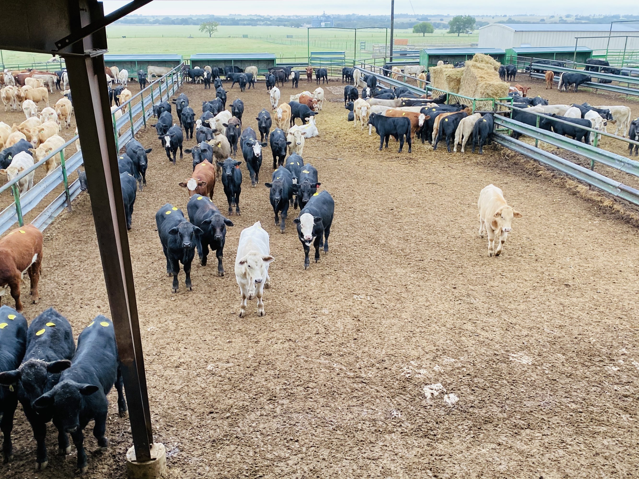 2 loads #1 Steers/Bulls