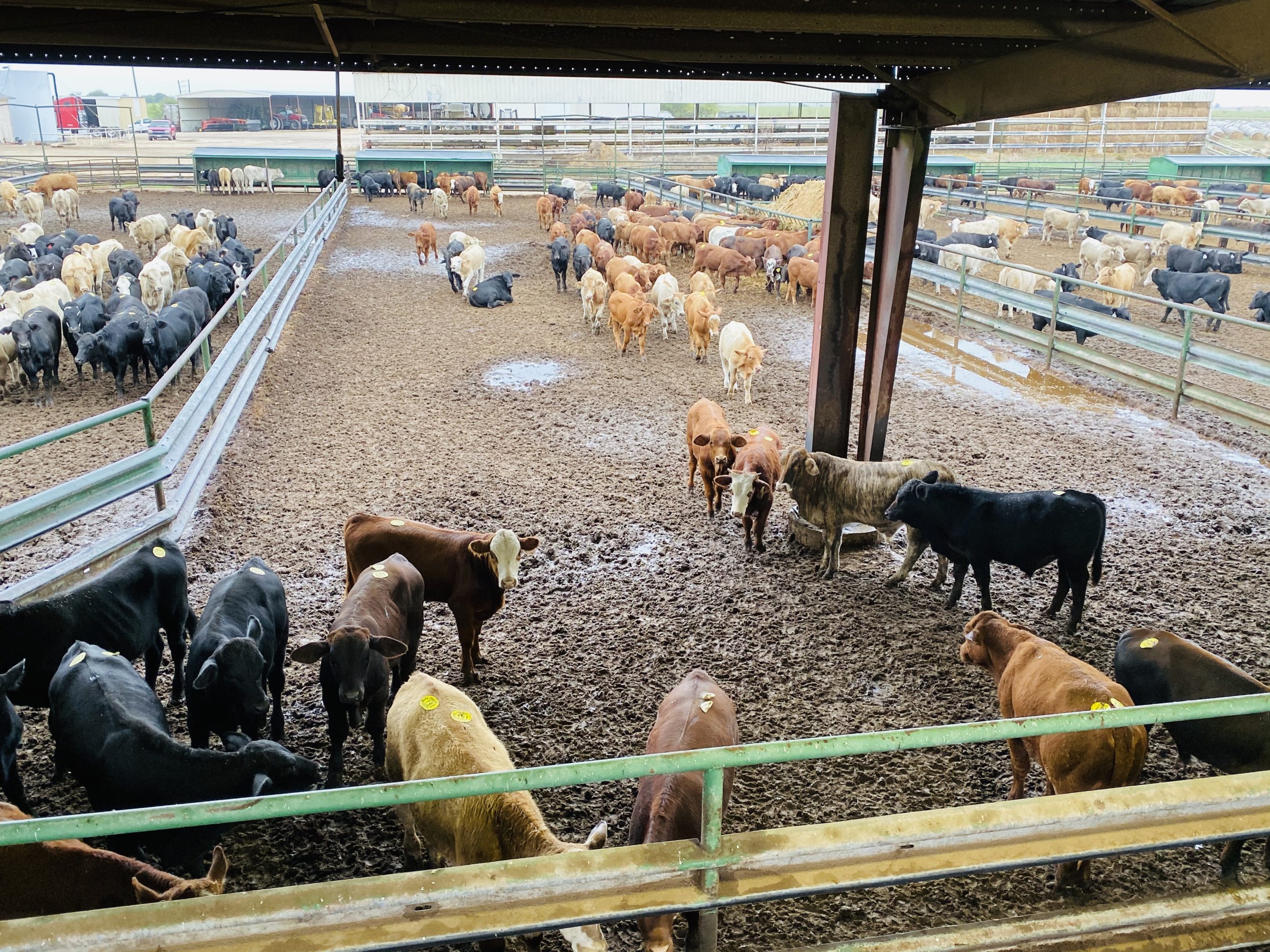 1 load #1 1/2 Steers/Bulls