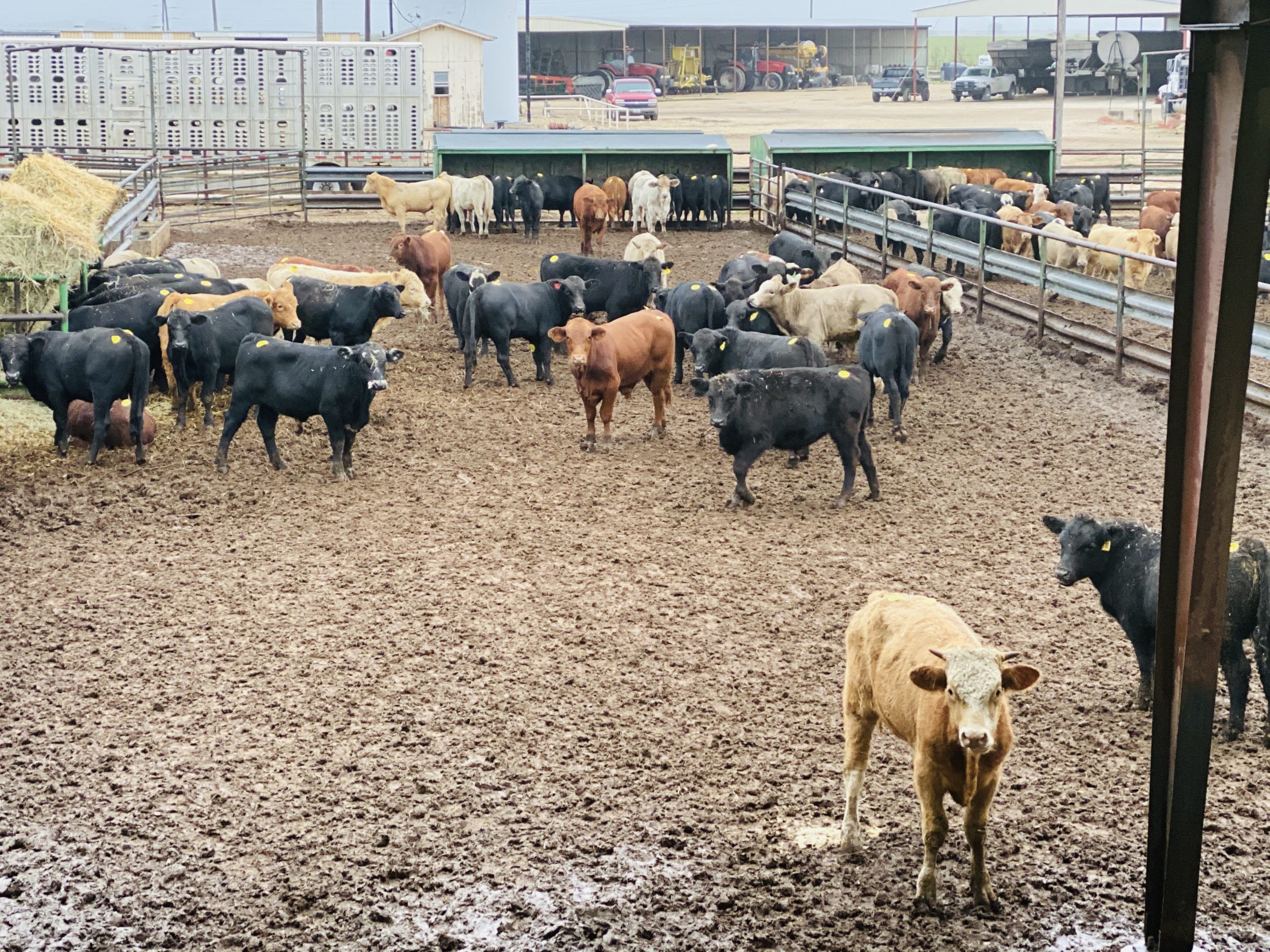 1 load #1 Steers/Bulls