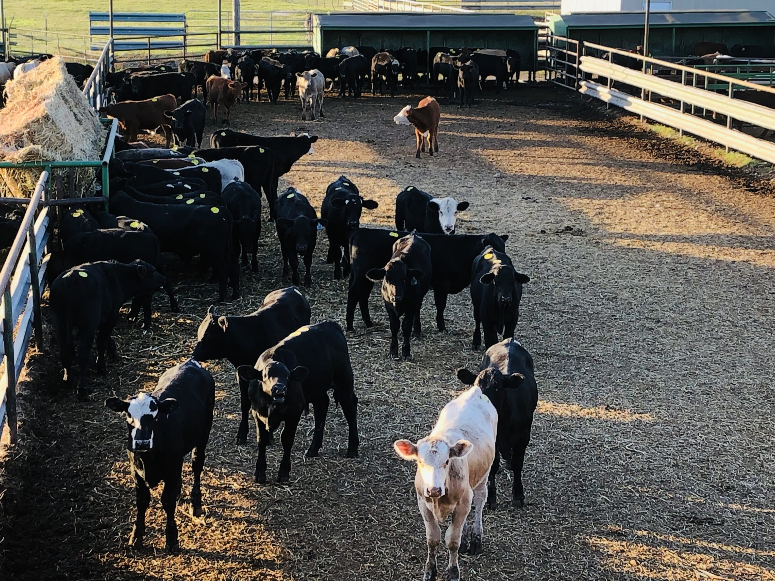2 loads #1 Steers/Bulls