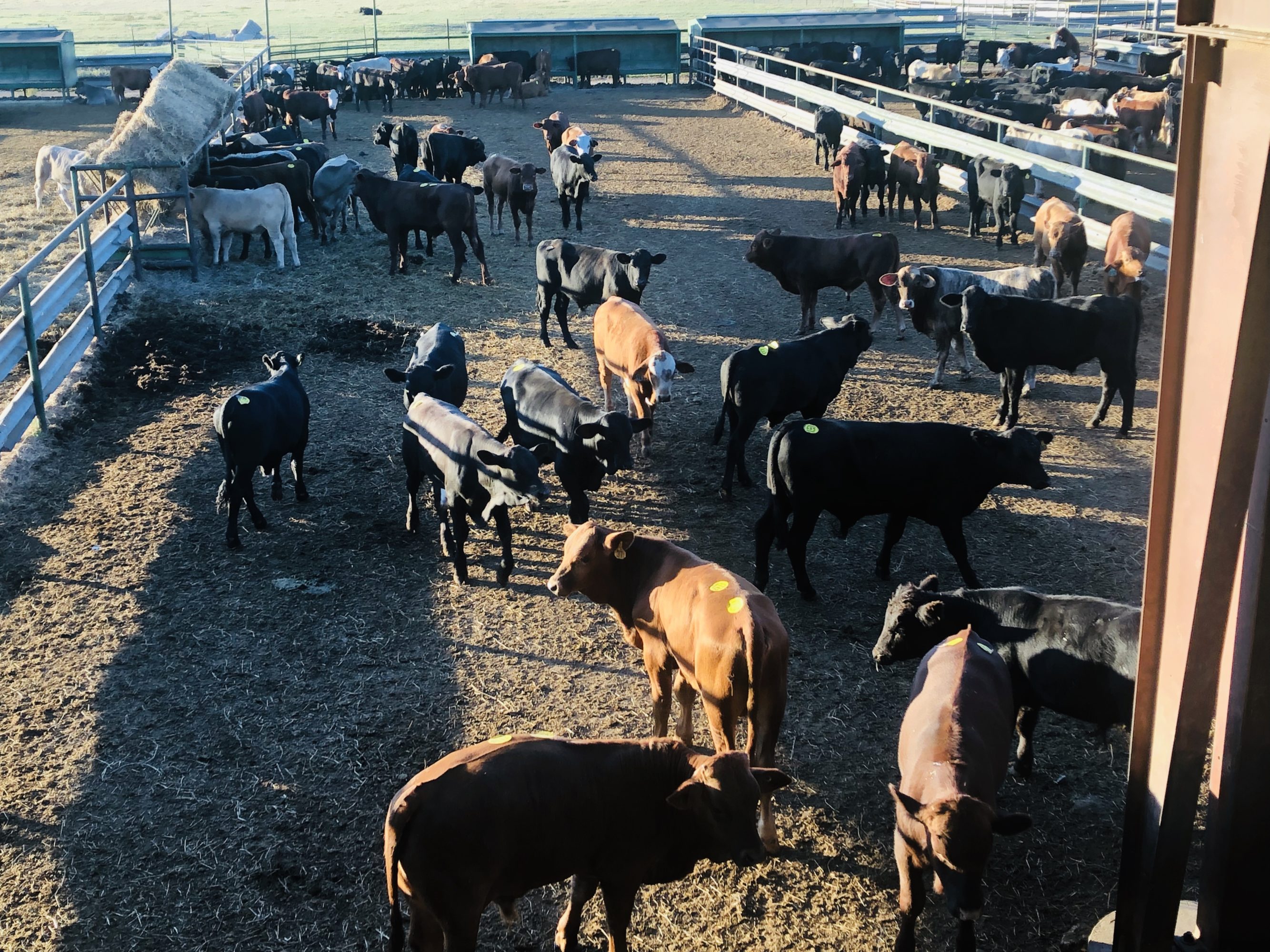 1 load #1 1/2 Steers/Bulls