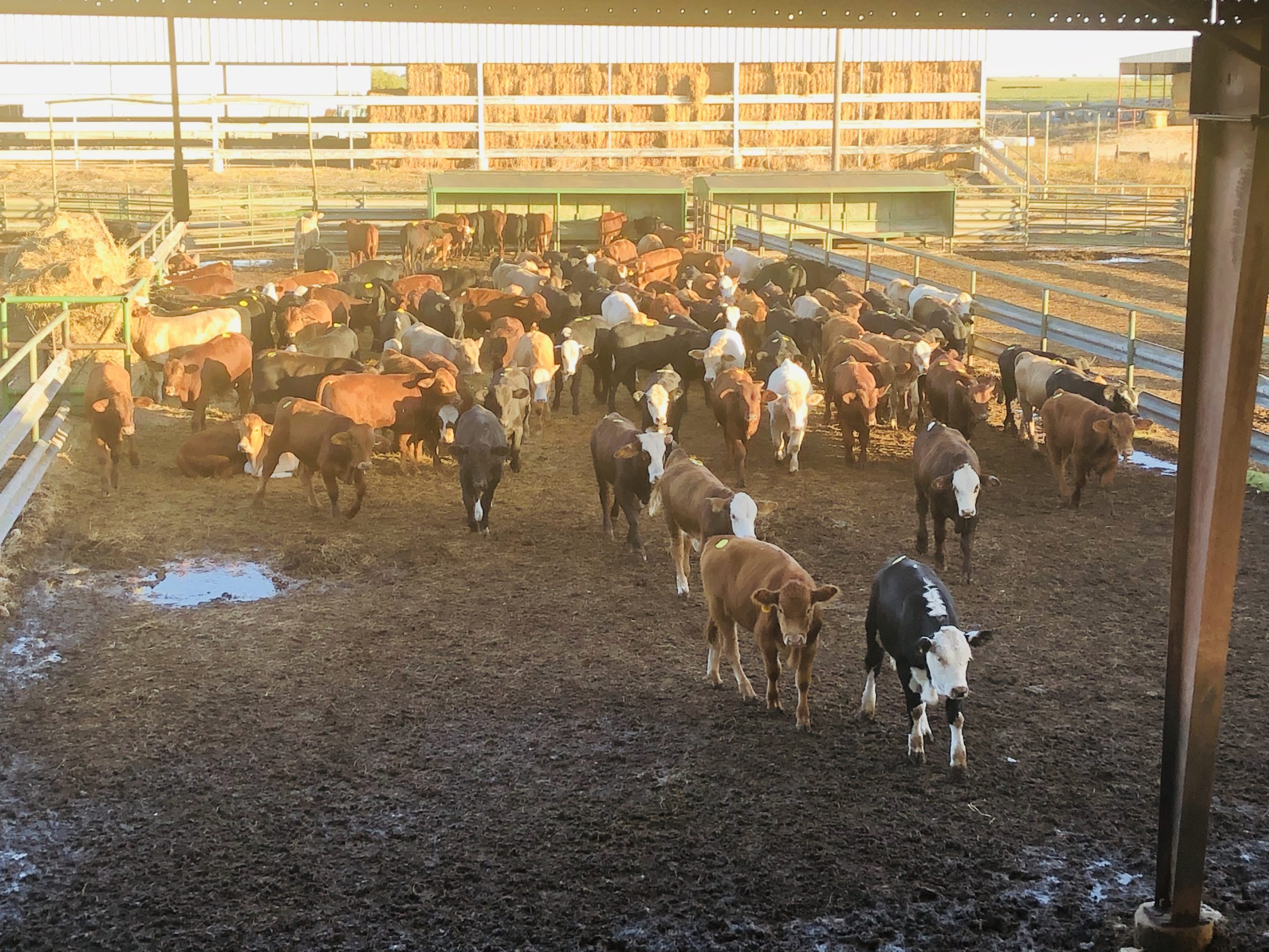 1 load #1 1/2 Steers/Bulls