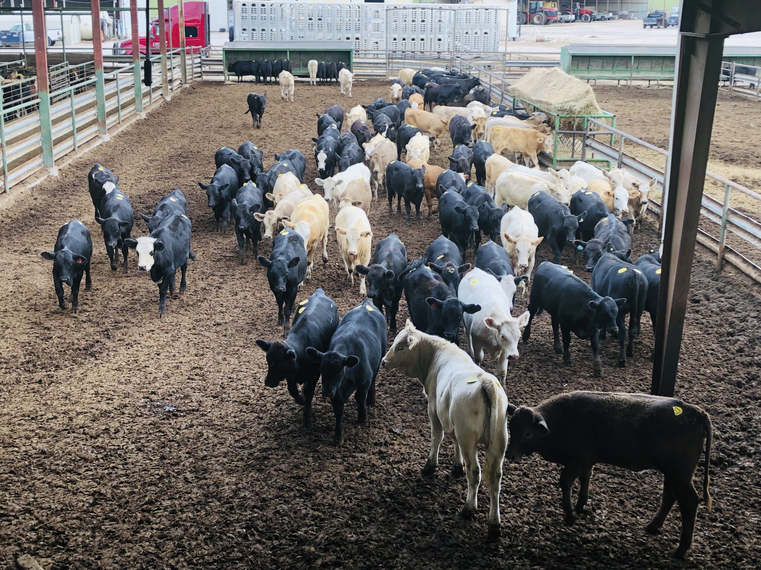 1 load #1 Black/CharX Heifers
