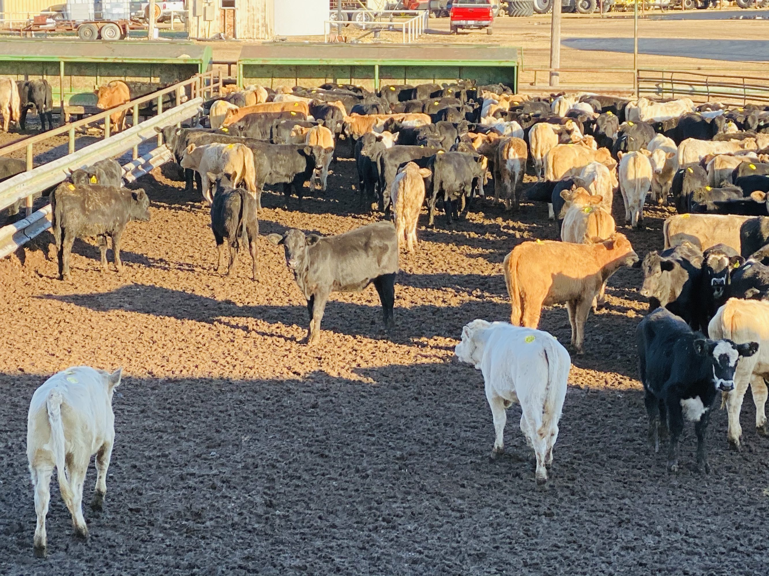 2 loads #1 & #1 1/2 Heifers